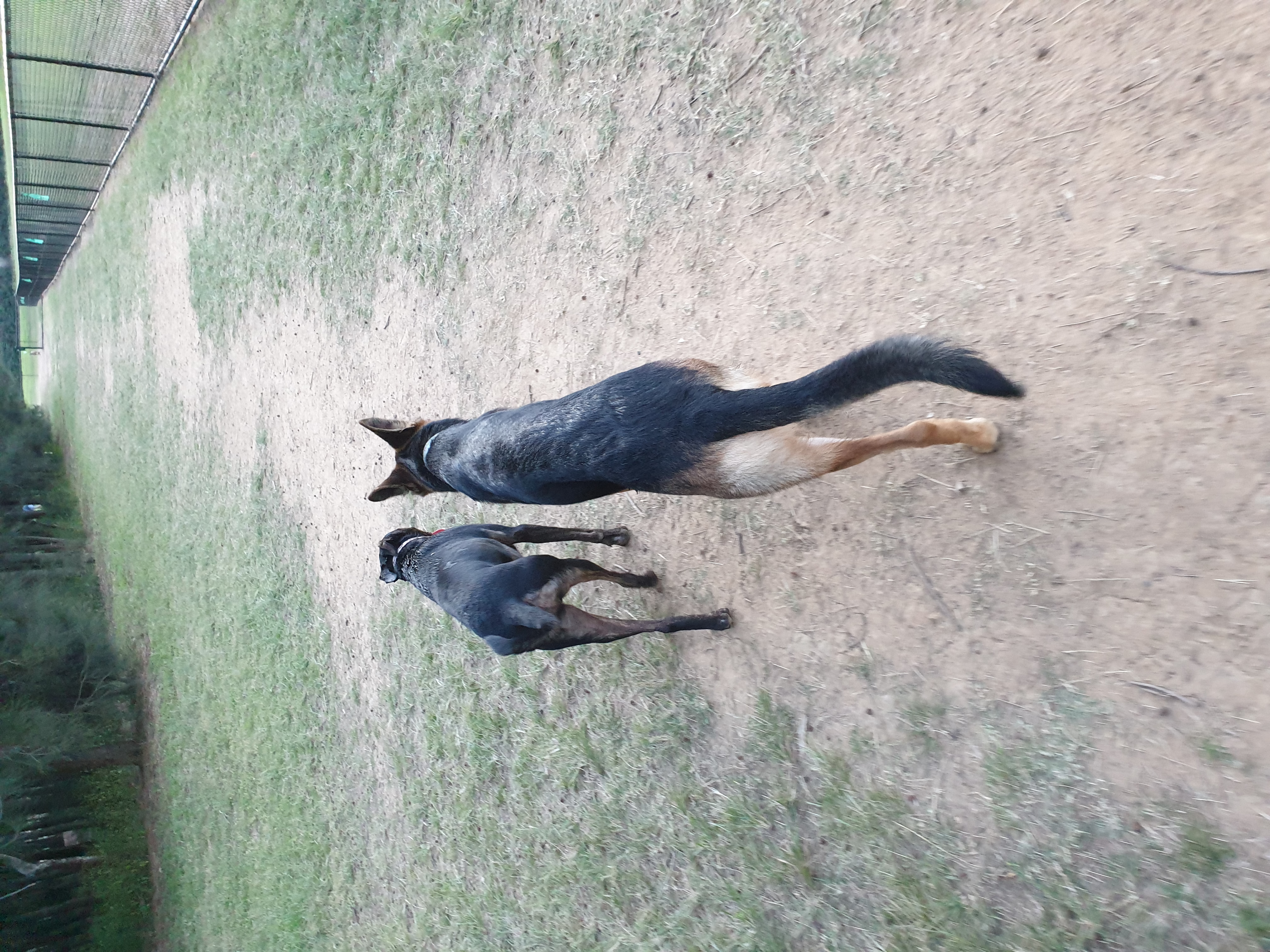 Cranebrook Dog Off-Leash Area