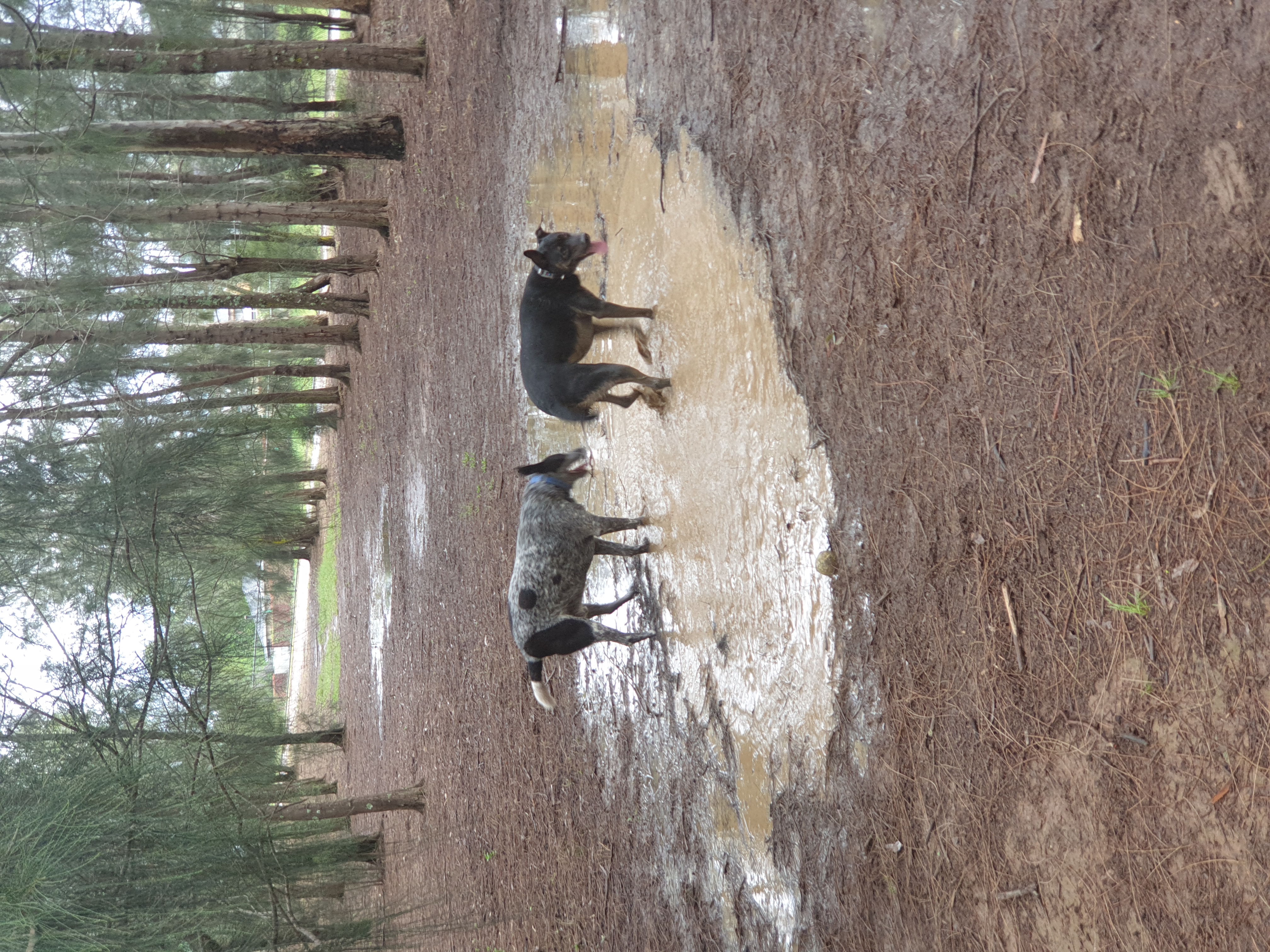 Cranebrook Dog Off-Leash Area