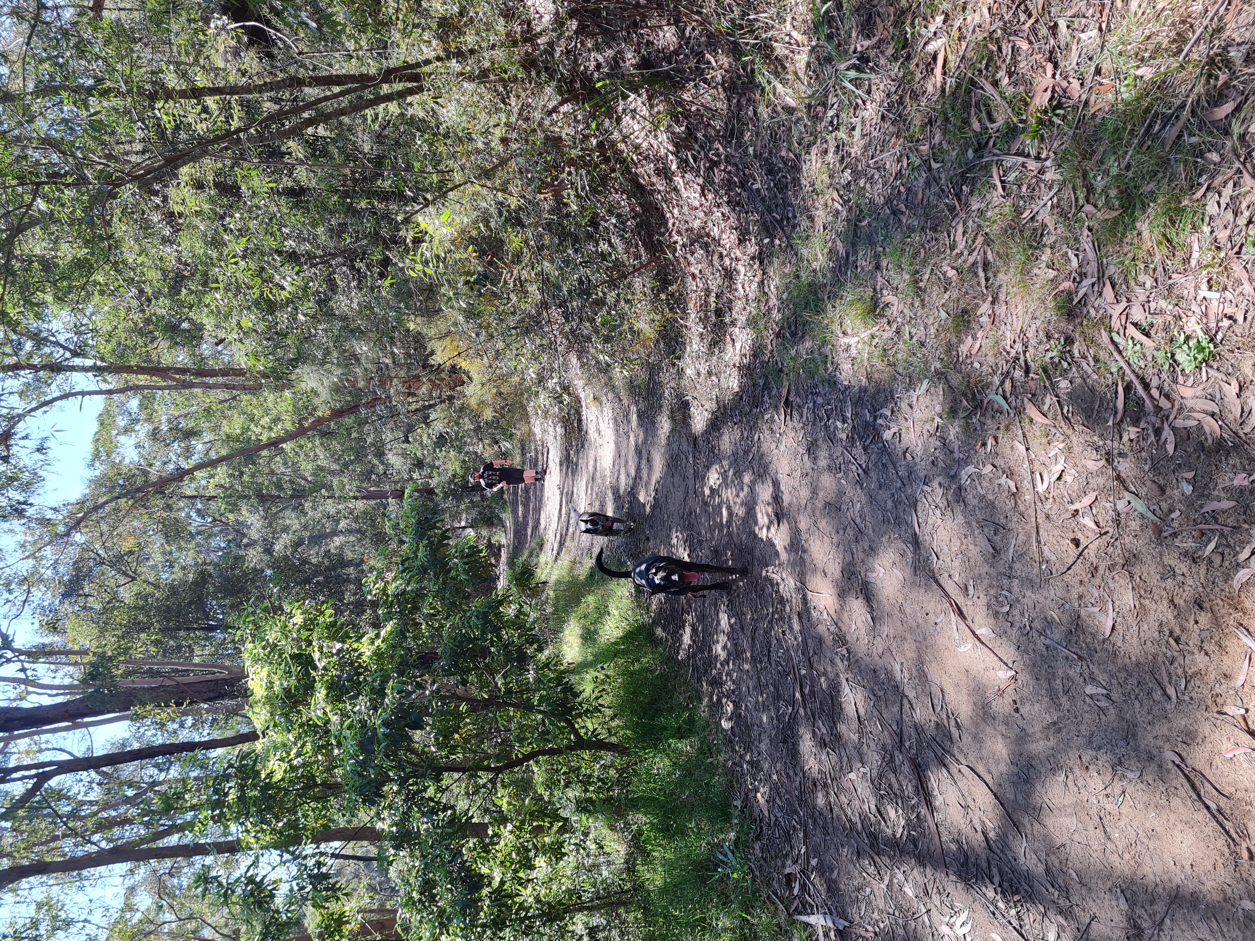 Lennox Bridge Off Leash Walking Track