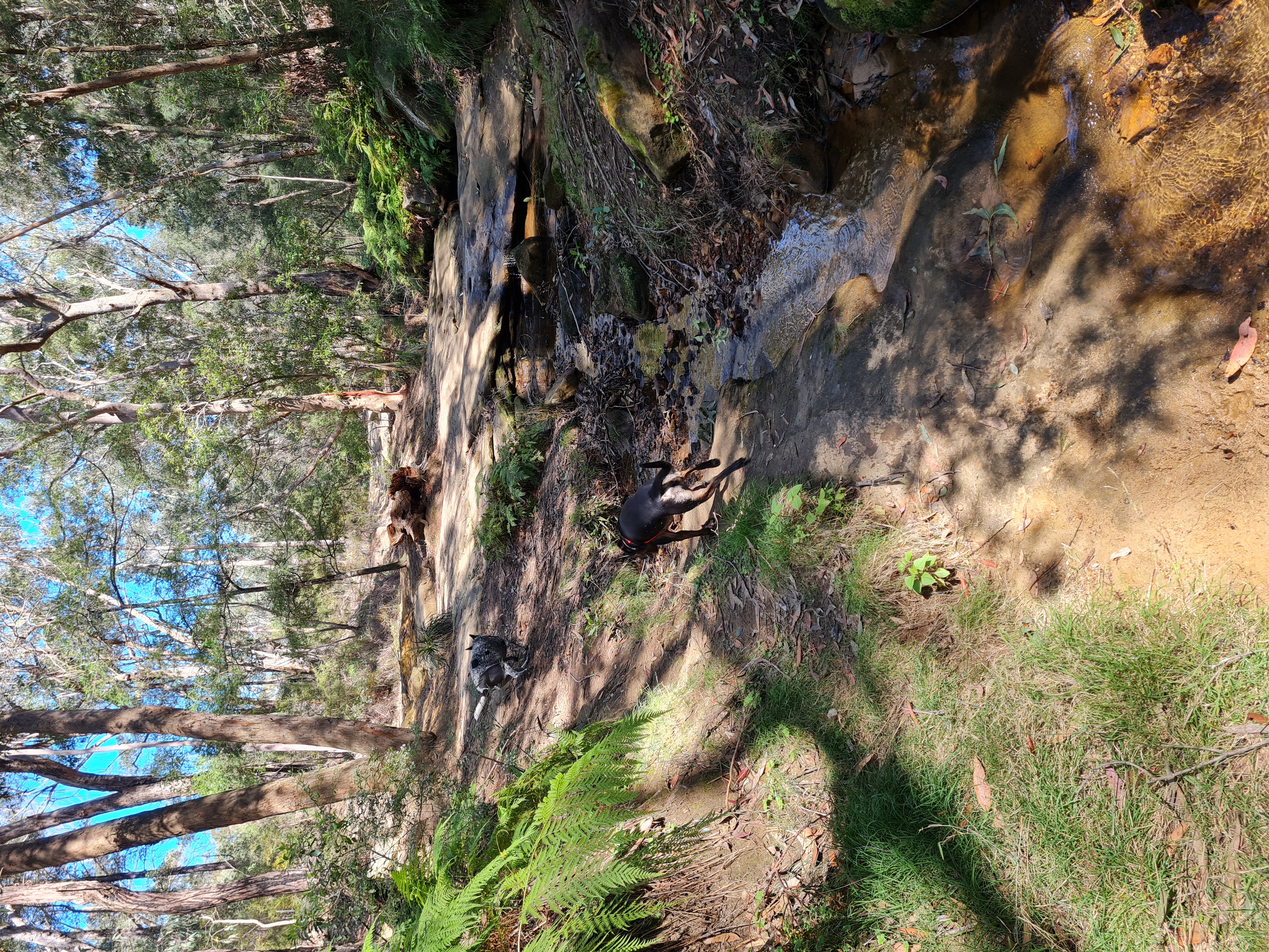Lennox Bridge Off Leash Walking Track