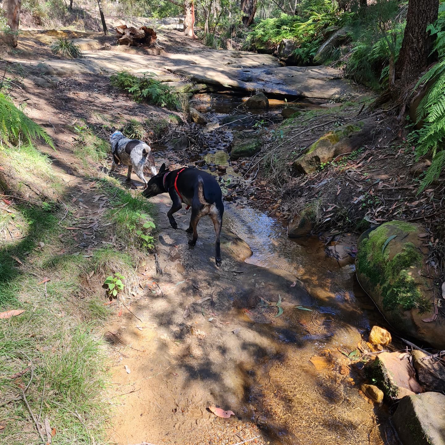 Lennox Bridge Off Leash Walking Track