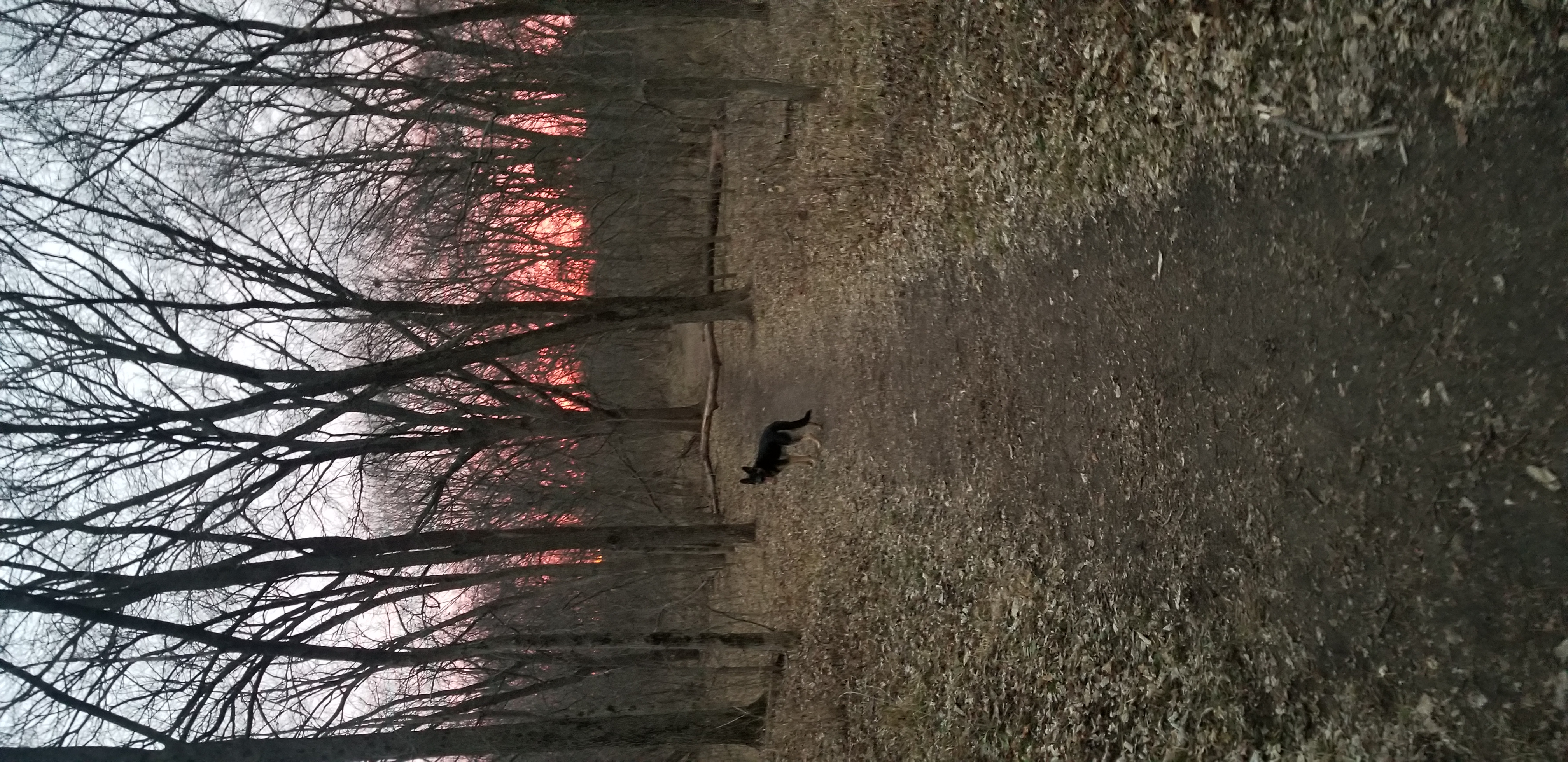 Palmer Park Dog Park