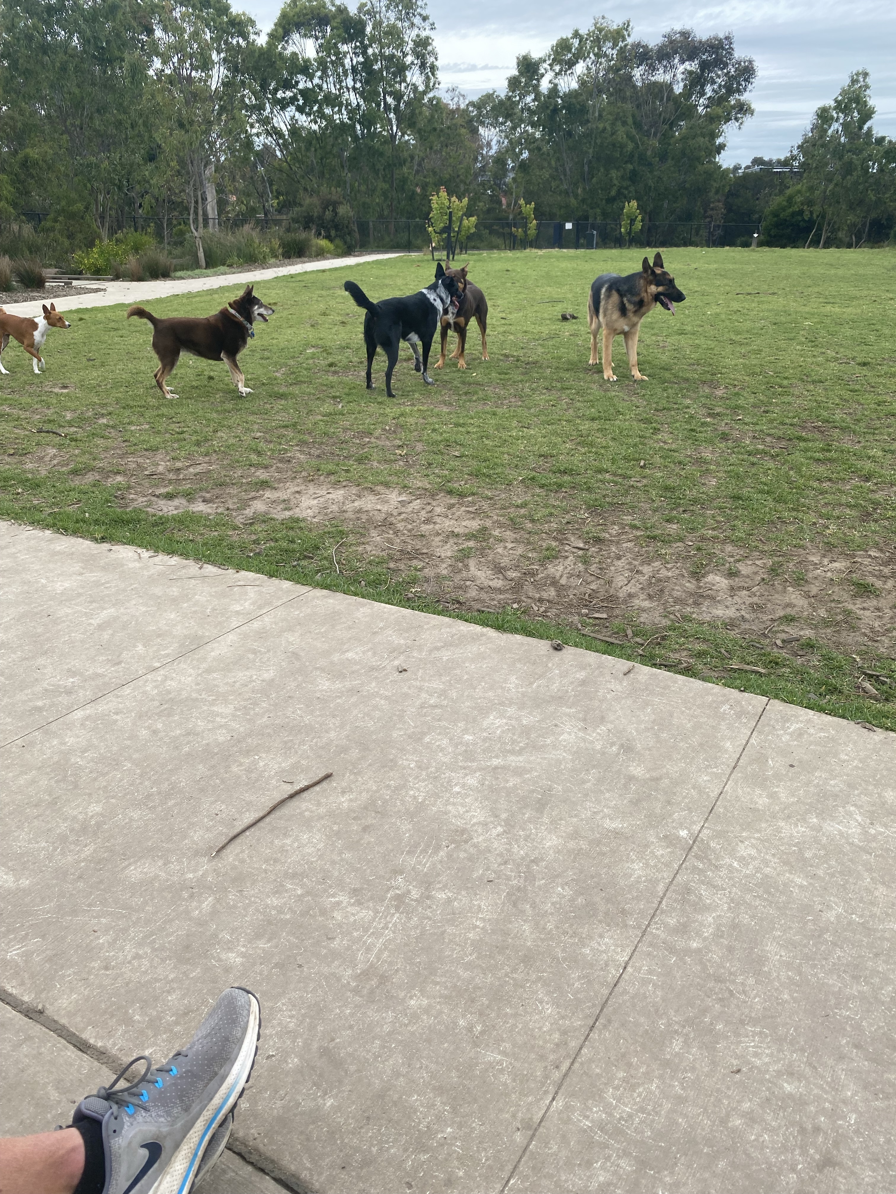 Emerson Place Fenced Dog Park