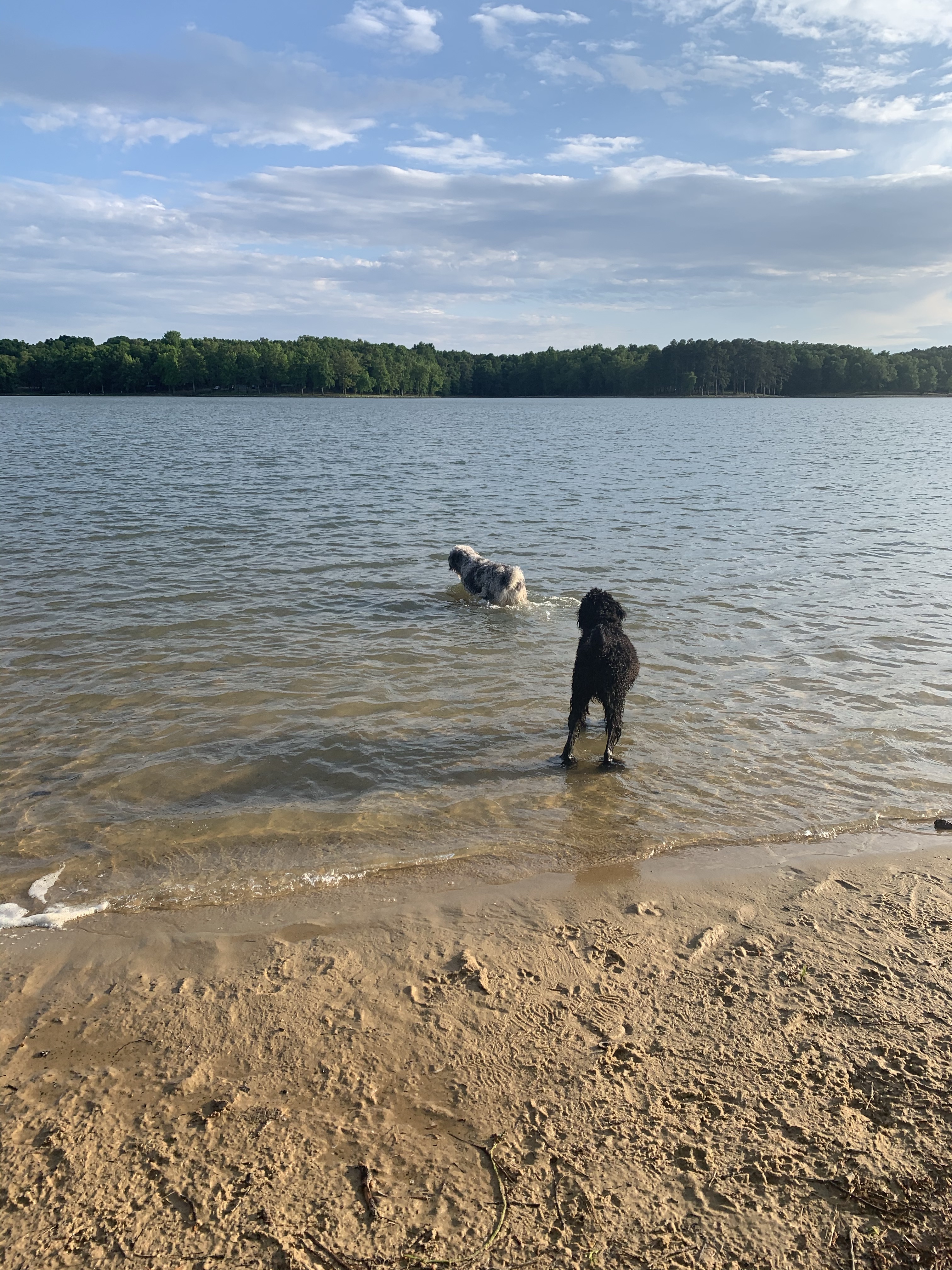 Craighead Forest Park (Dog Beach and Dog-Jumping Dock at Pavilion 2)