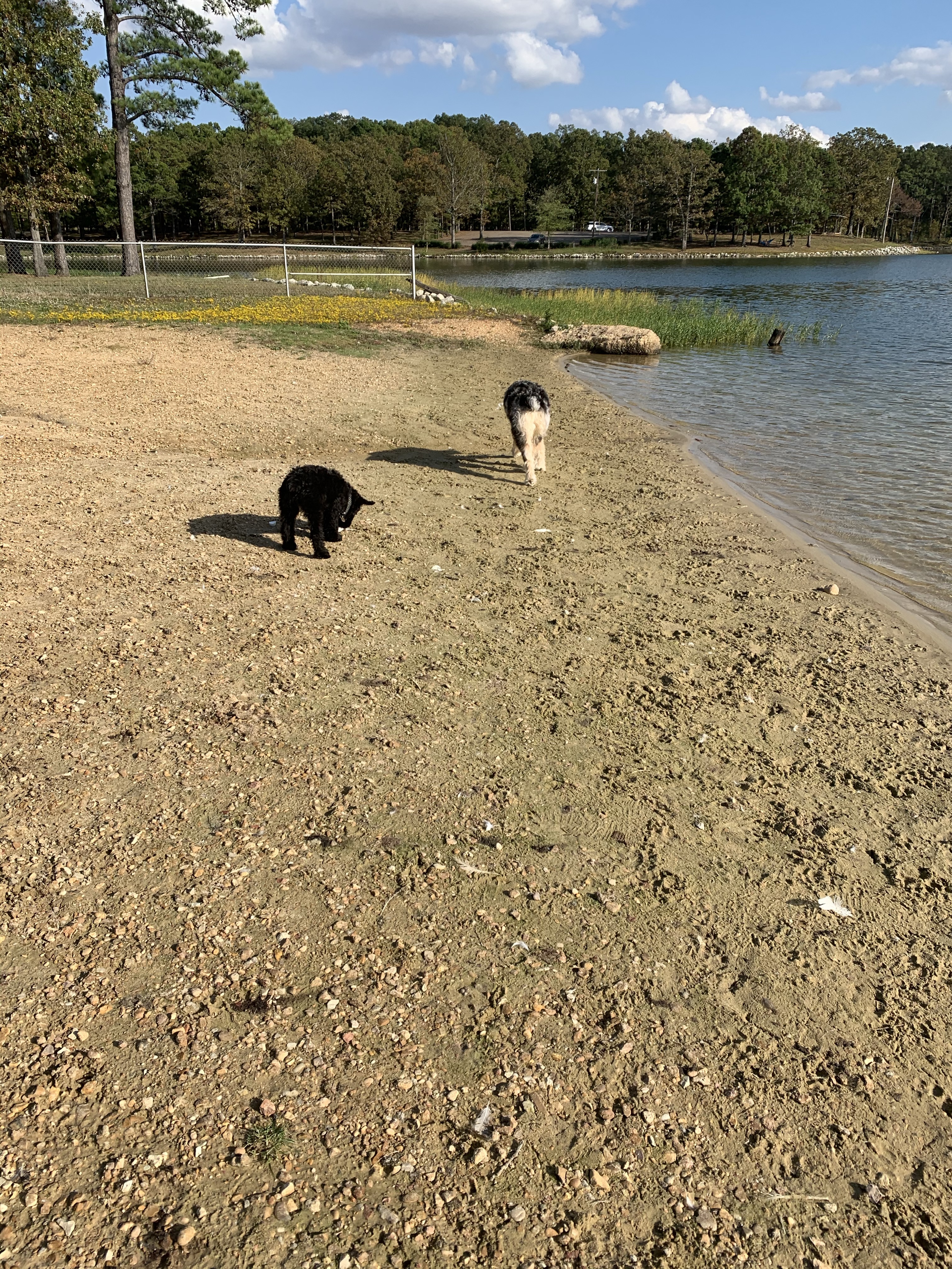 Craighead Forest Park (Dog Beach and Dog-Jumping Dock at Pavilion 2)