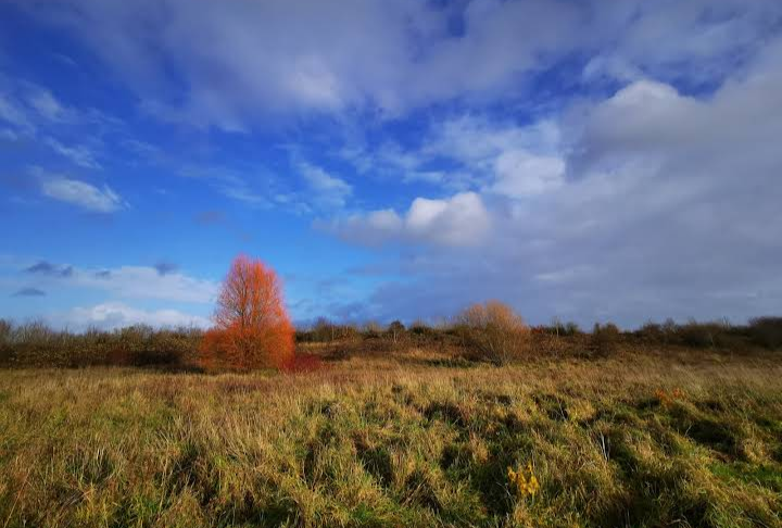 Three Brooks Local Nature Reserve