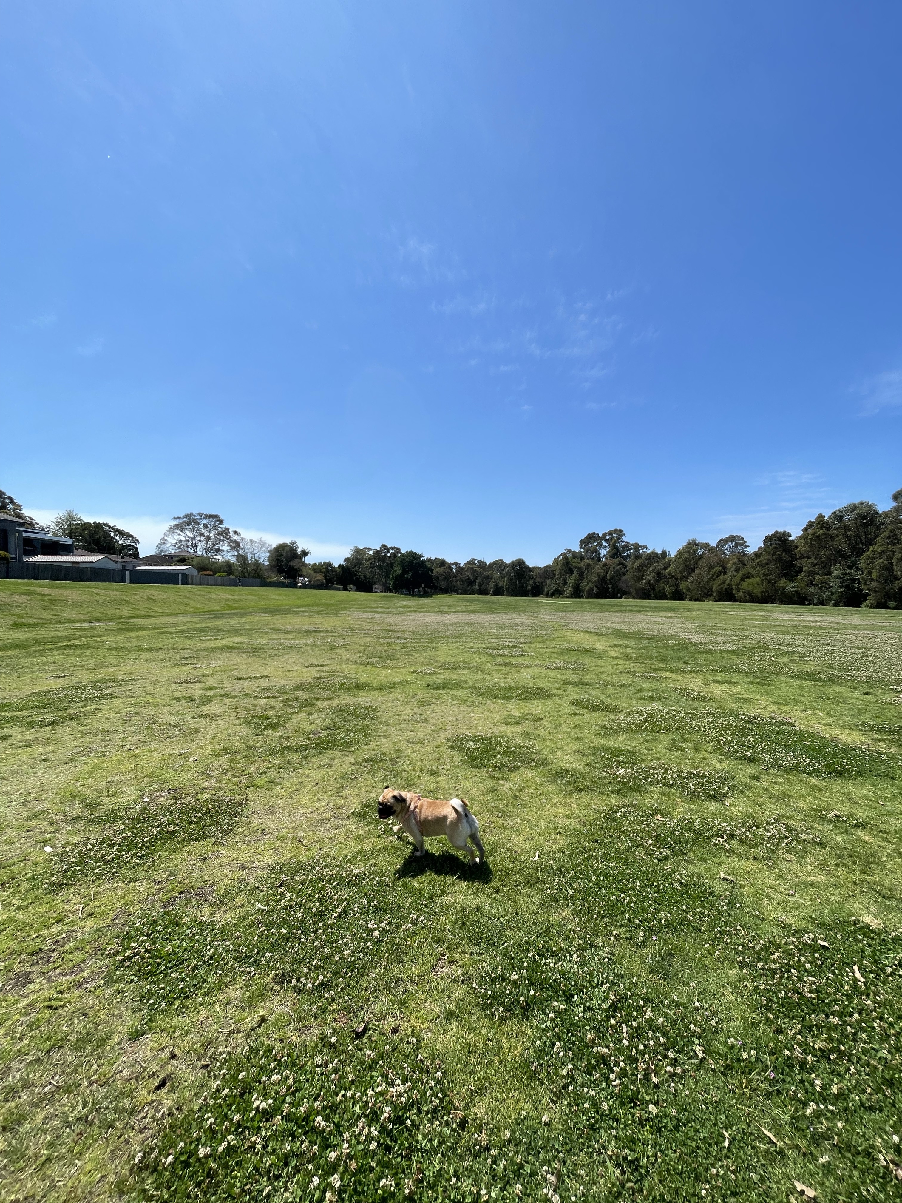 Santa Rosa Park - Off Leash Area