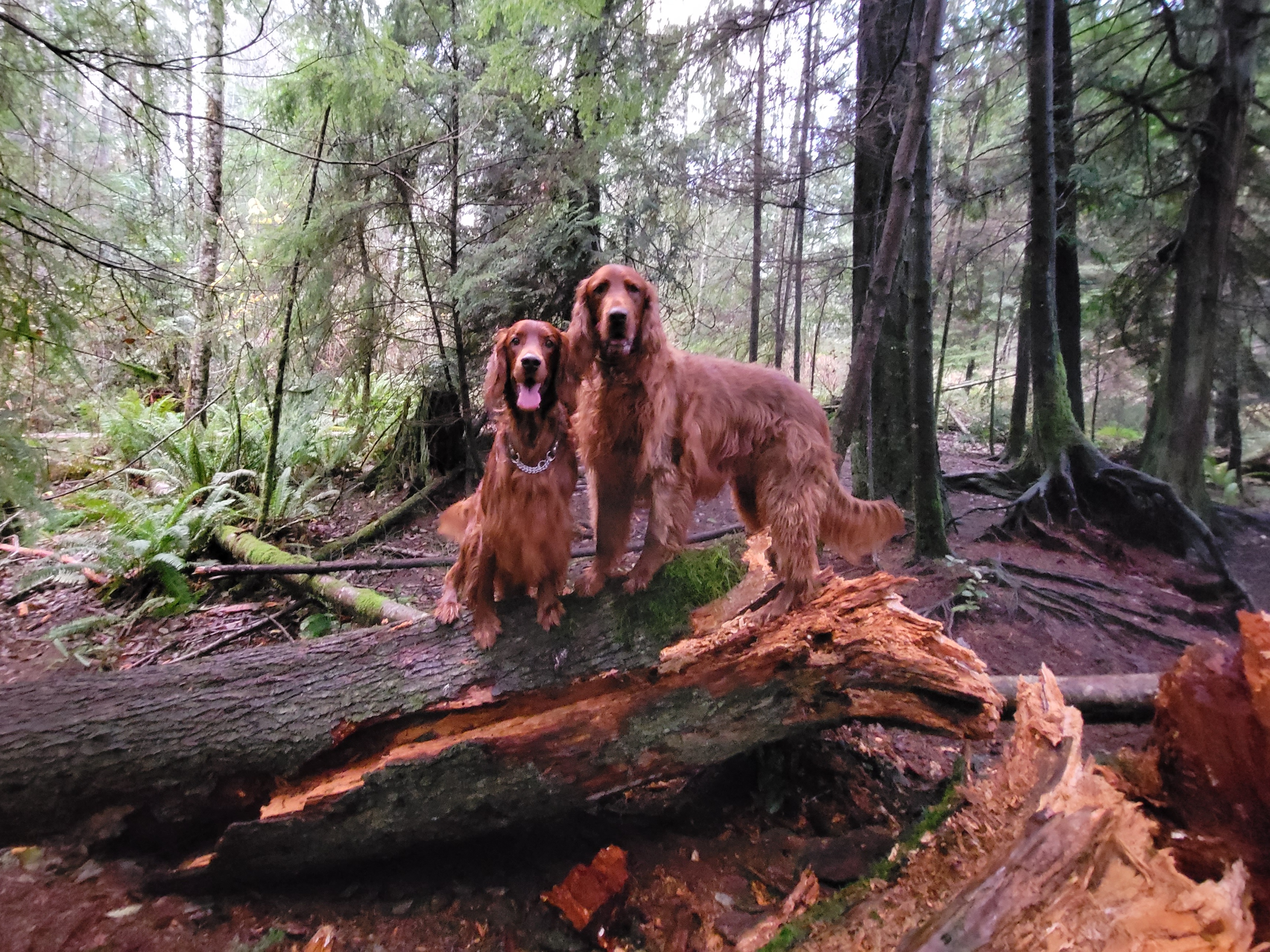 Howe Farm County Dog Park