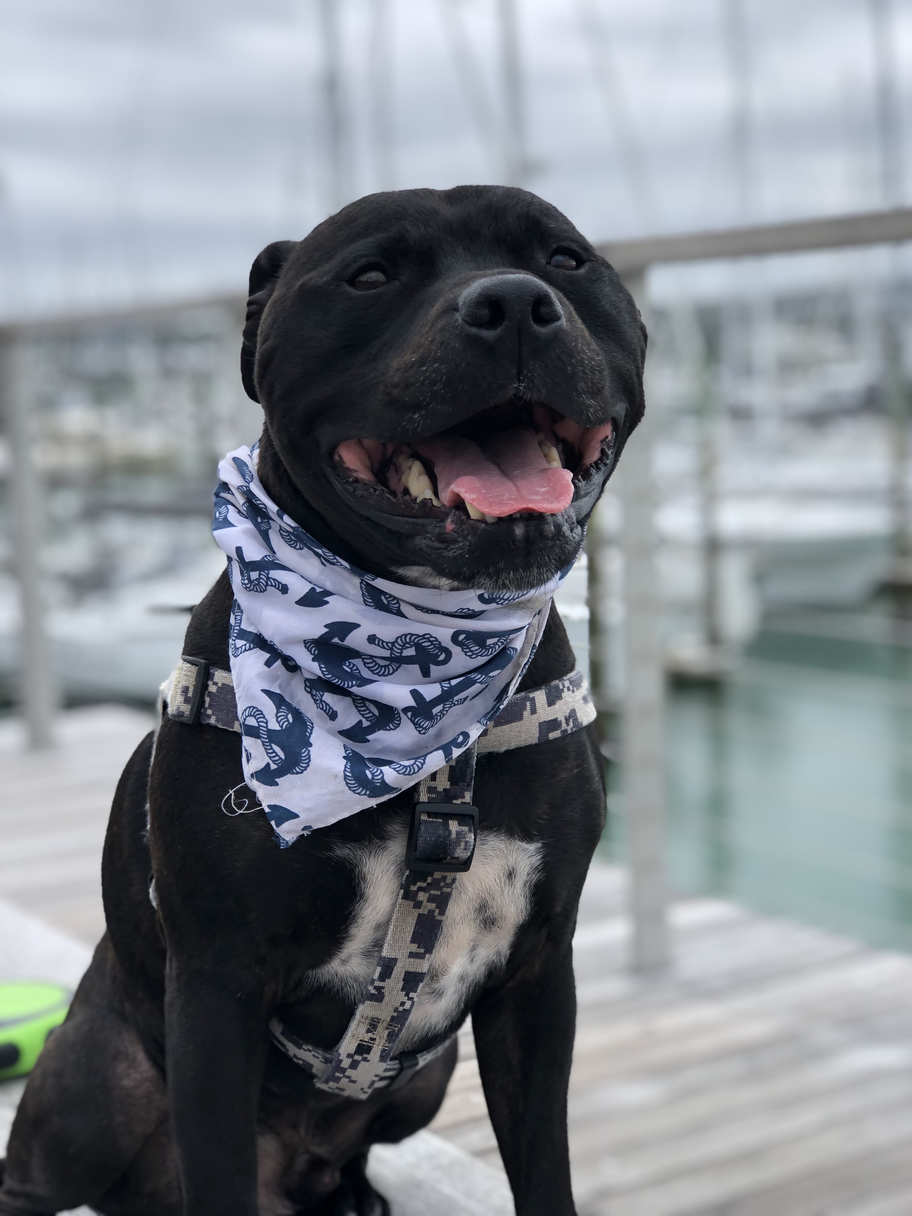 West Haven Marina - Walk through to Viaduct Harbour loop