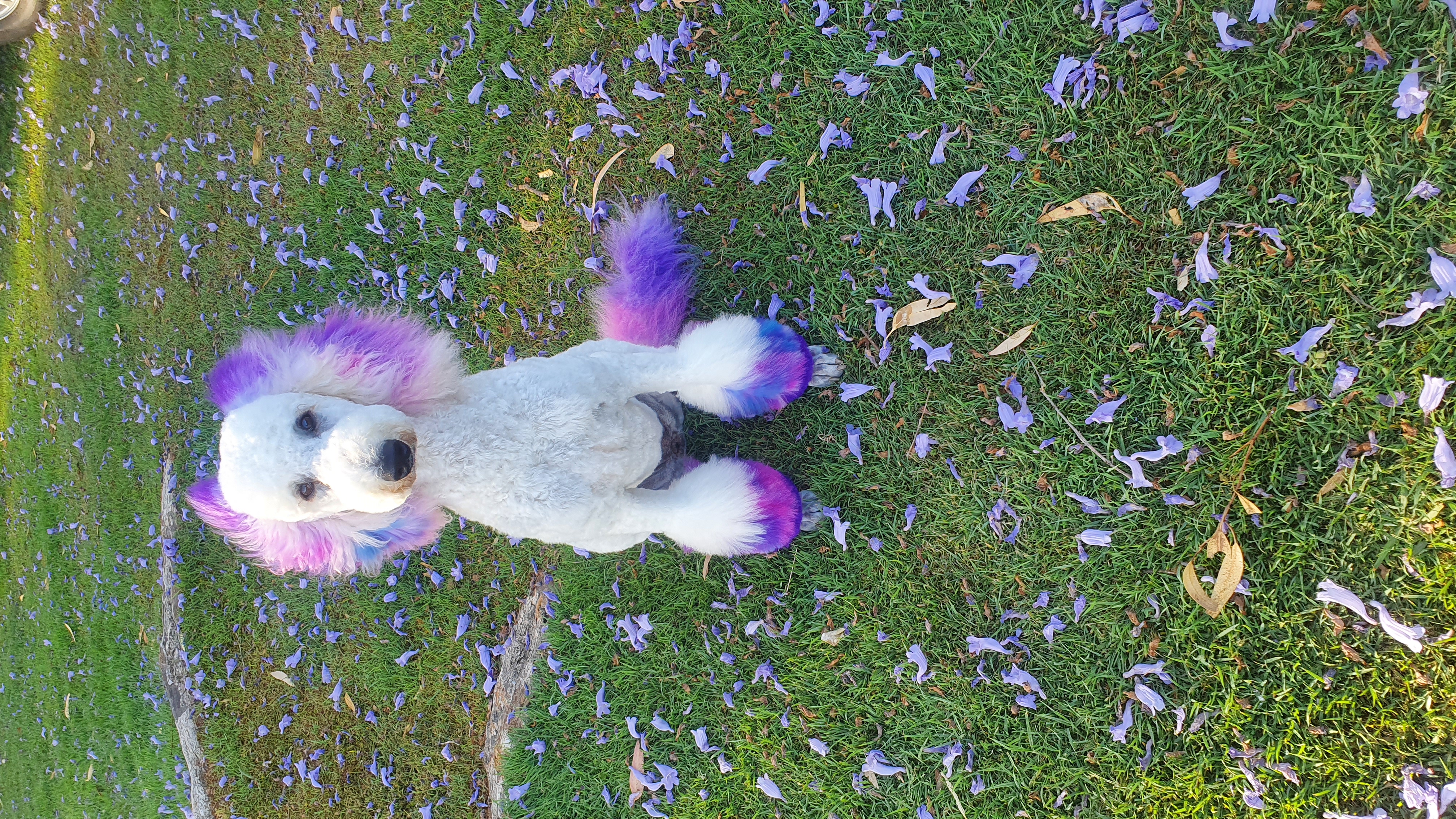 Merlin Street Reserve