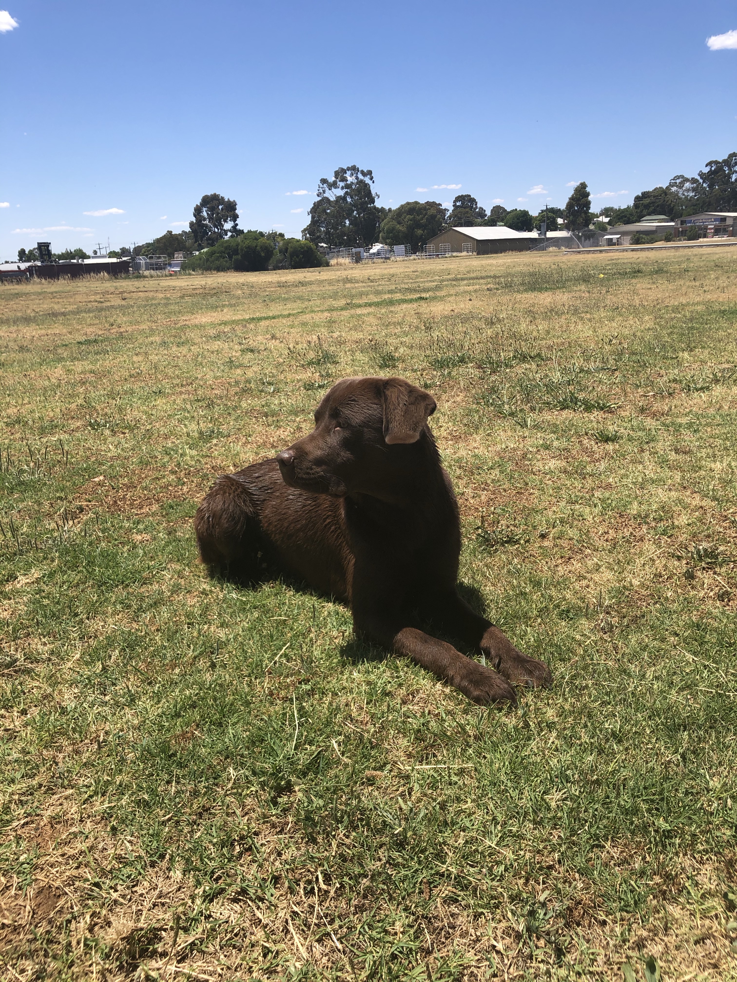 Albert Roy Sports Precinct