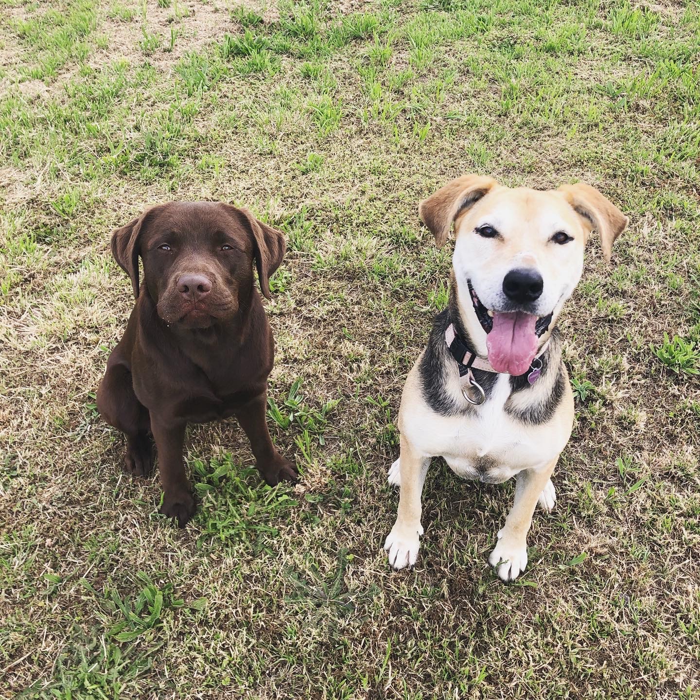 Backhaus Oval Reserve