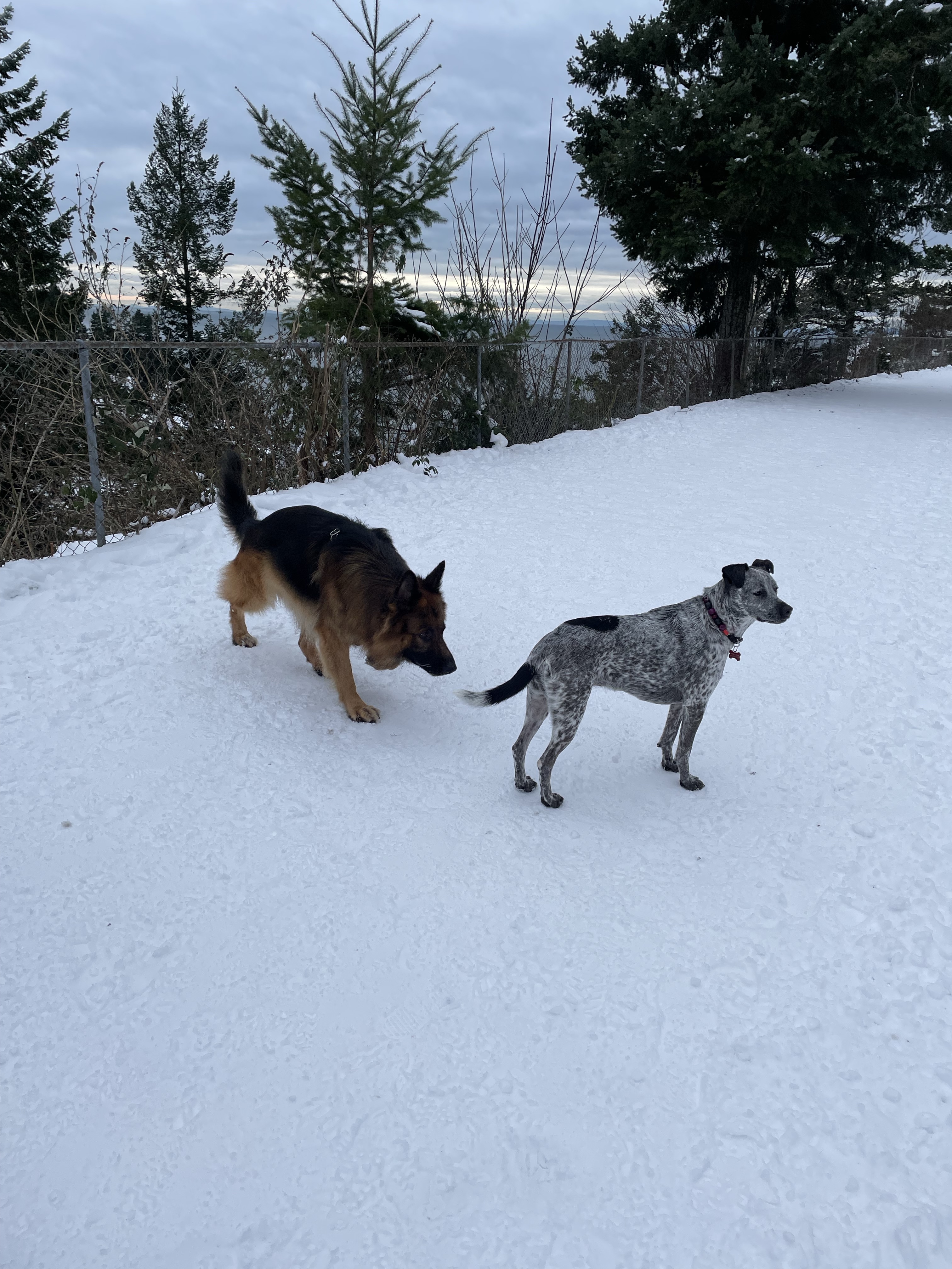 Seaview Walk/off-leash