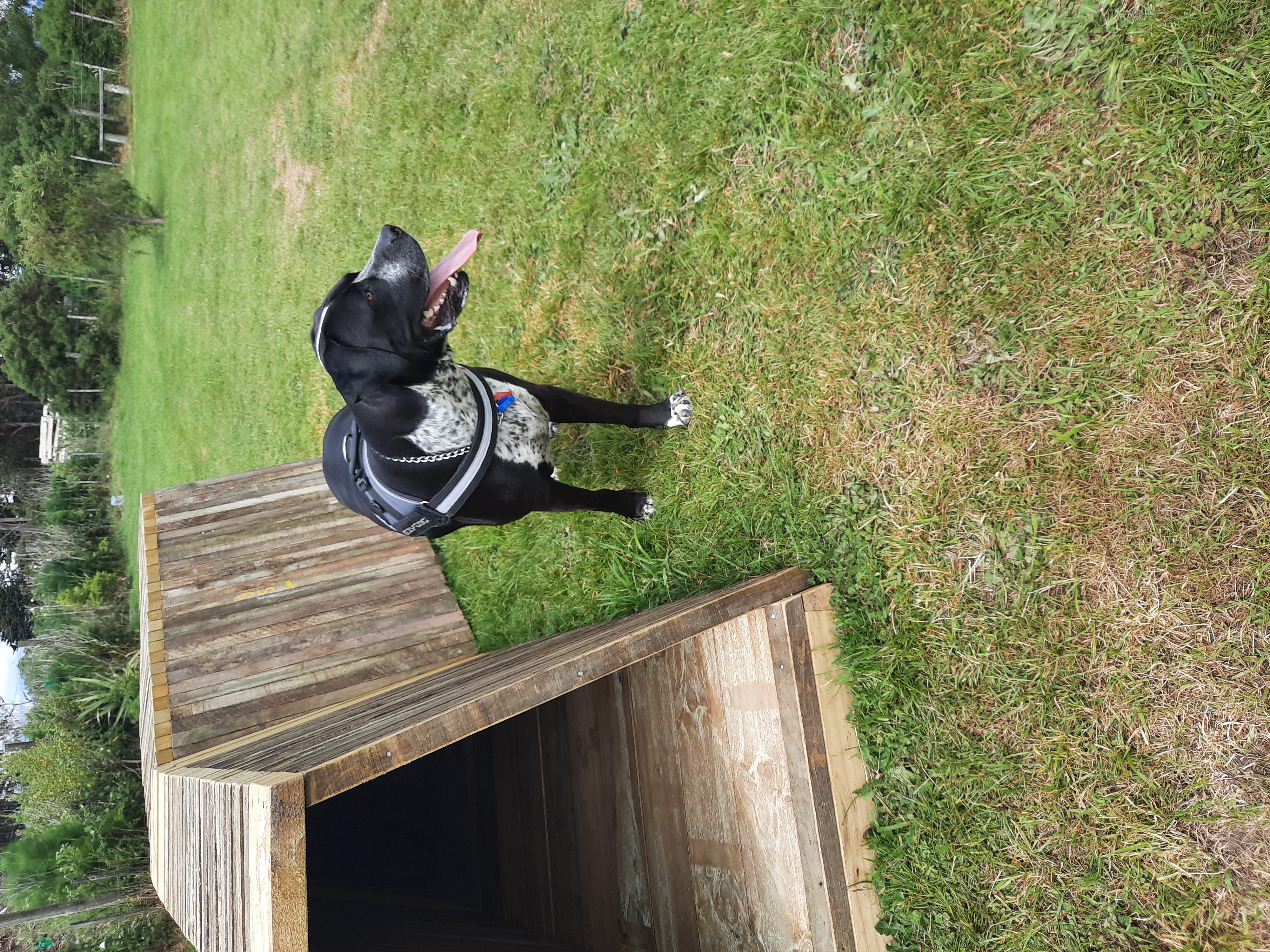 Featherston Dog Park