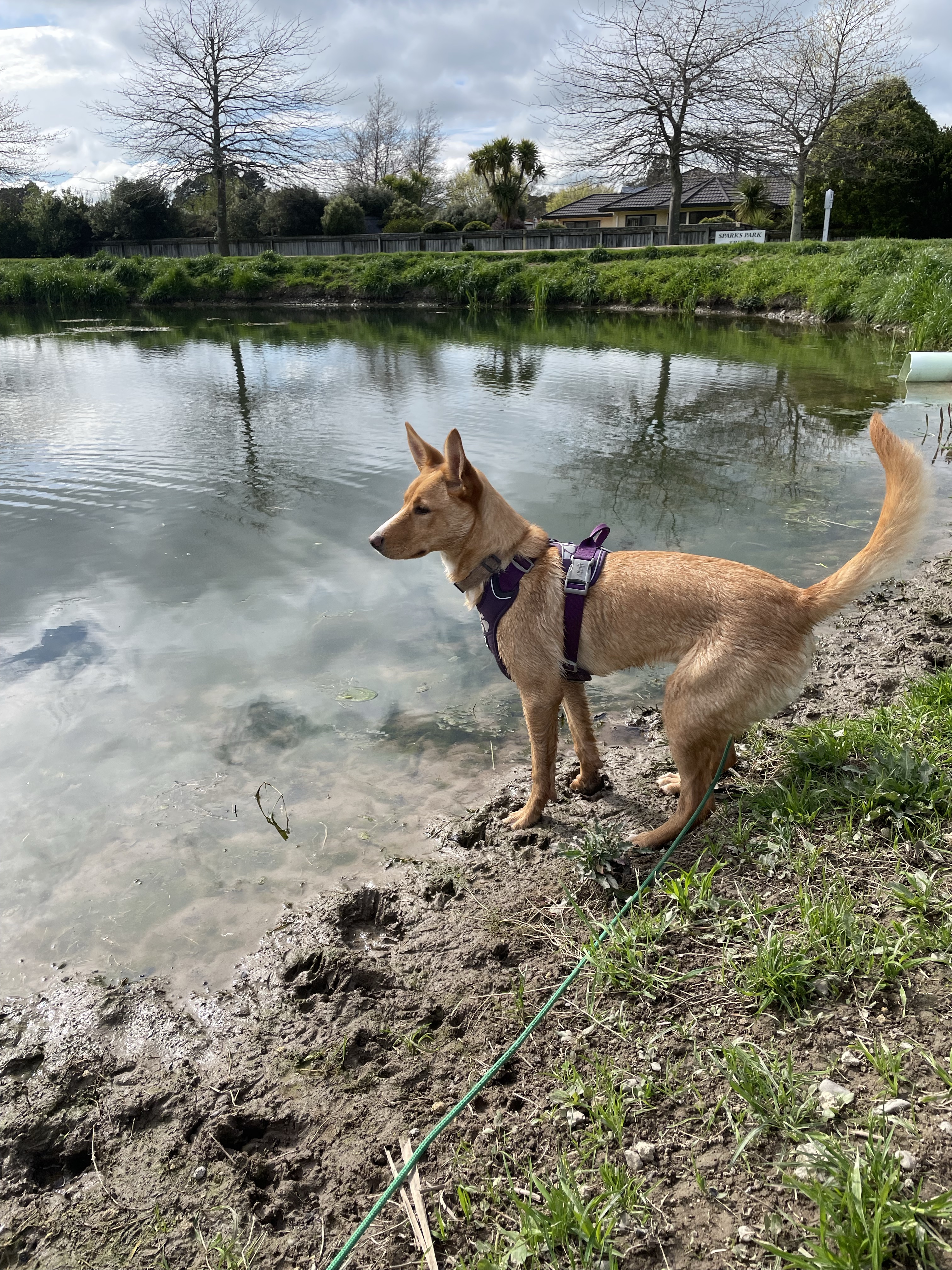 Sparks Park - Off Leash Area