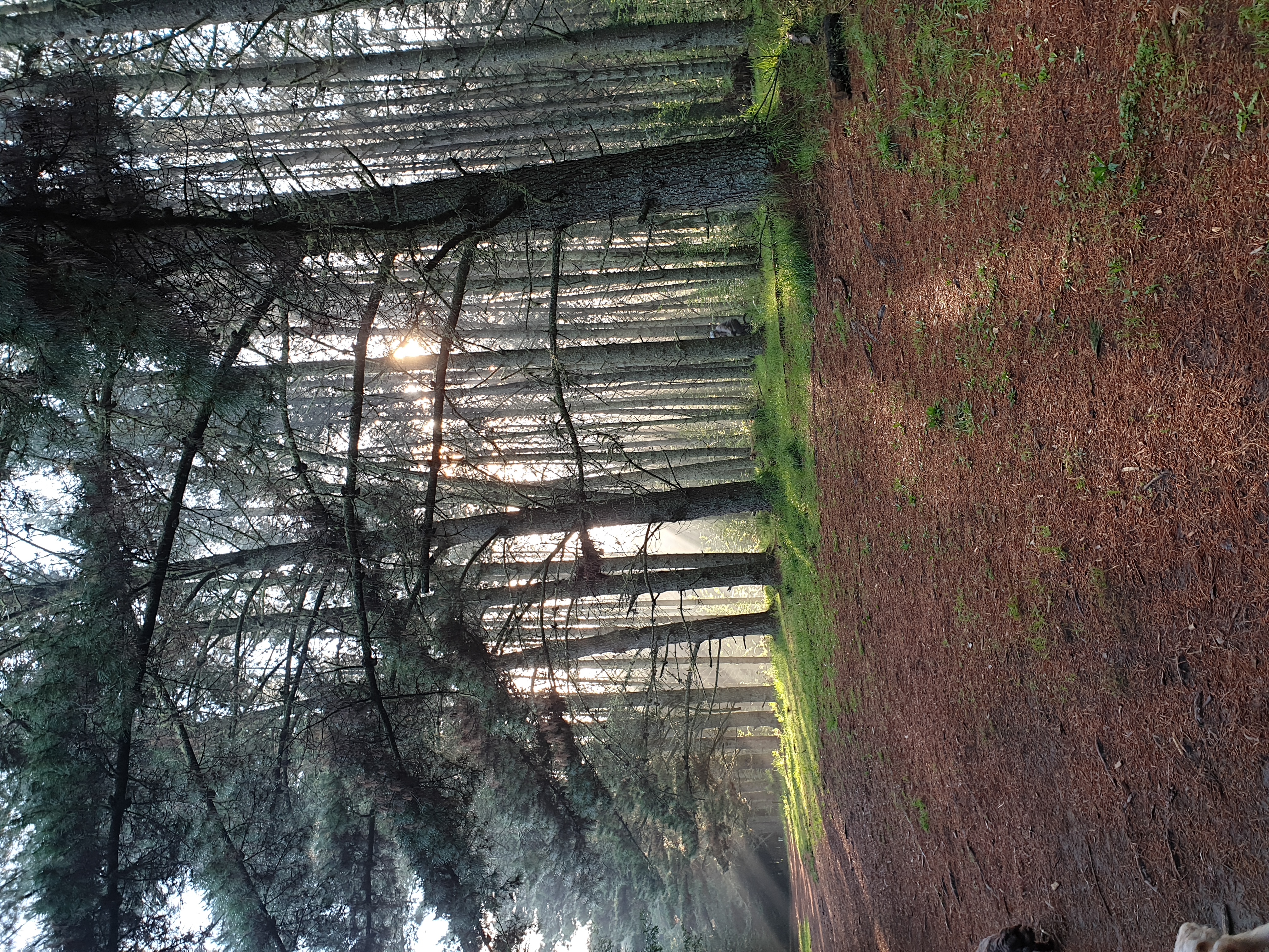 Scion Tree Research Park - Off Leash Area