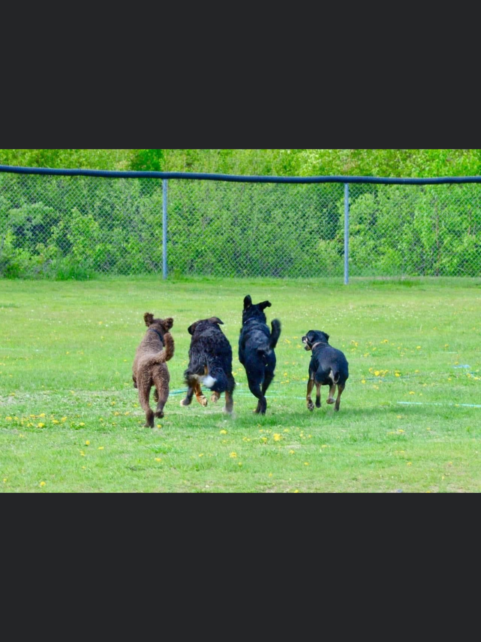 Edward Poirier Memorial Dog Park