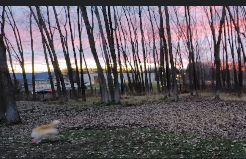 Meridian Township Large Dog Park