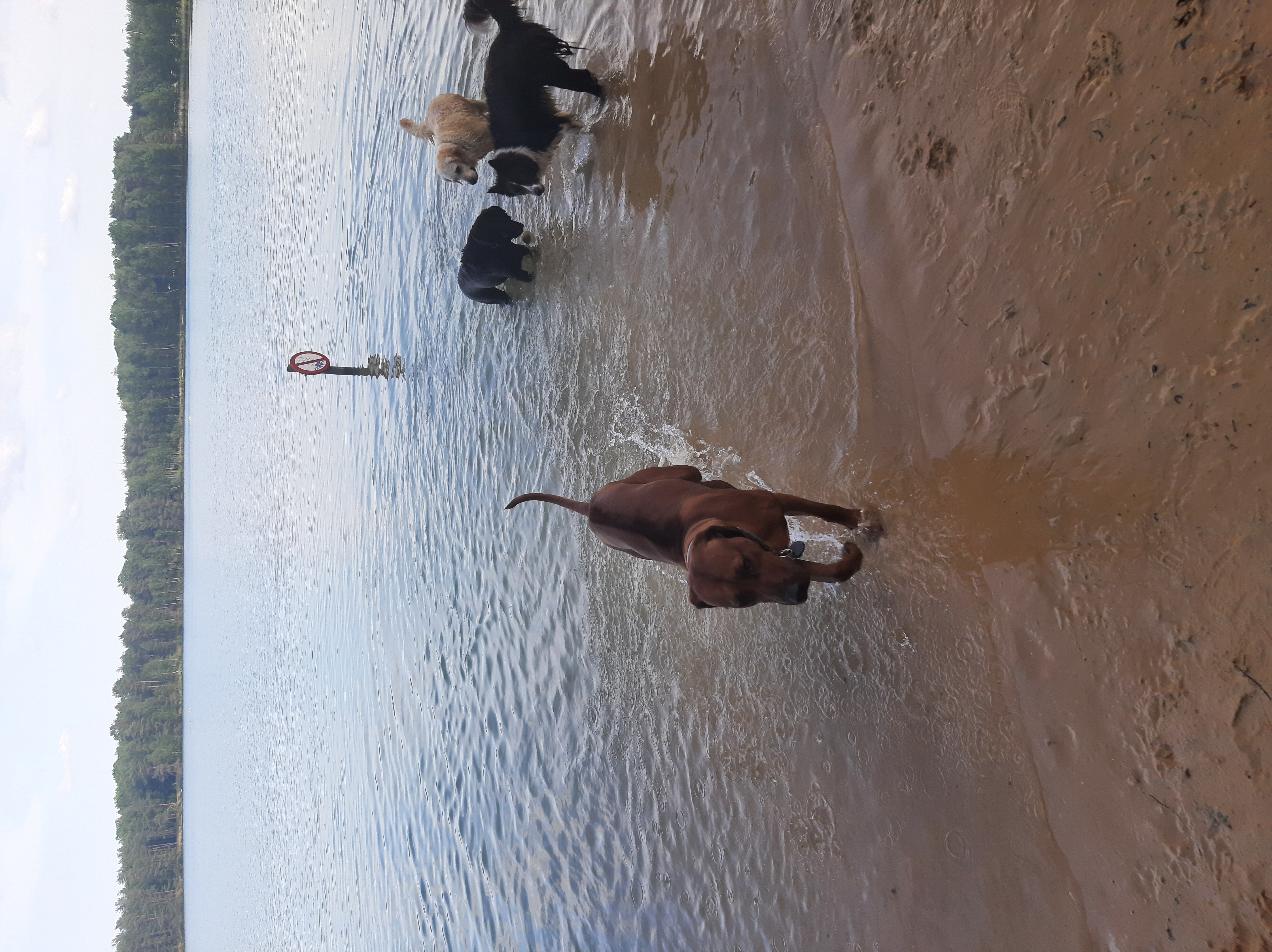 Hondenlosloopzone Warandeplas