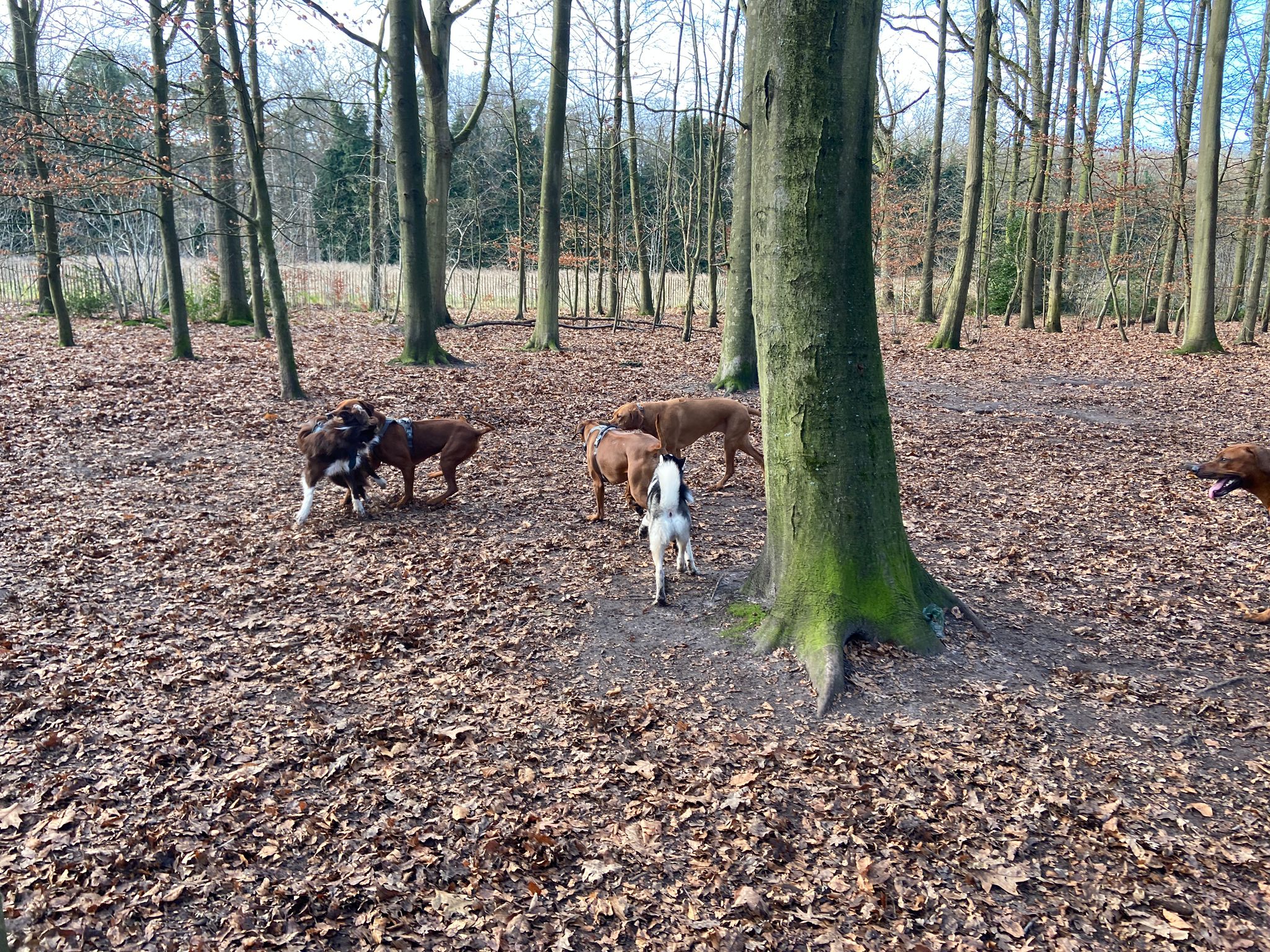 Hondenlosloopzone Peerdsbos