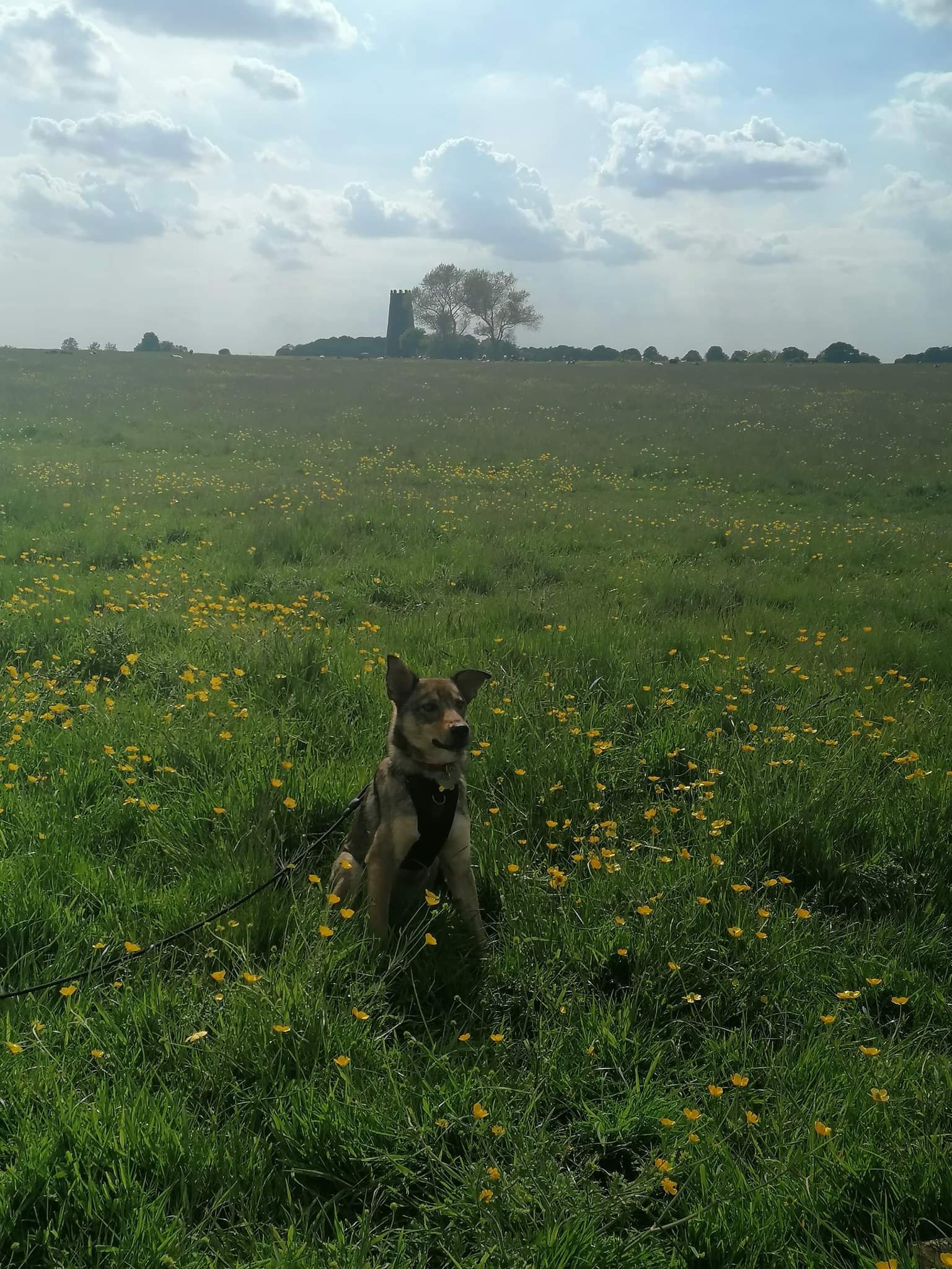 Beverley Westwood