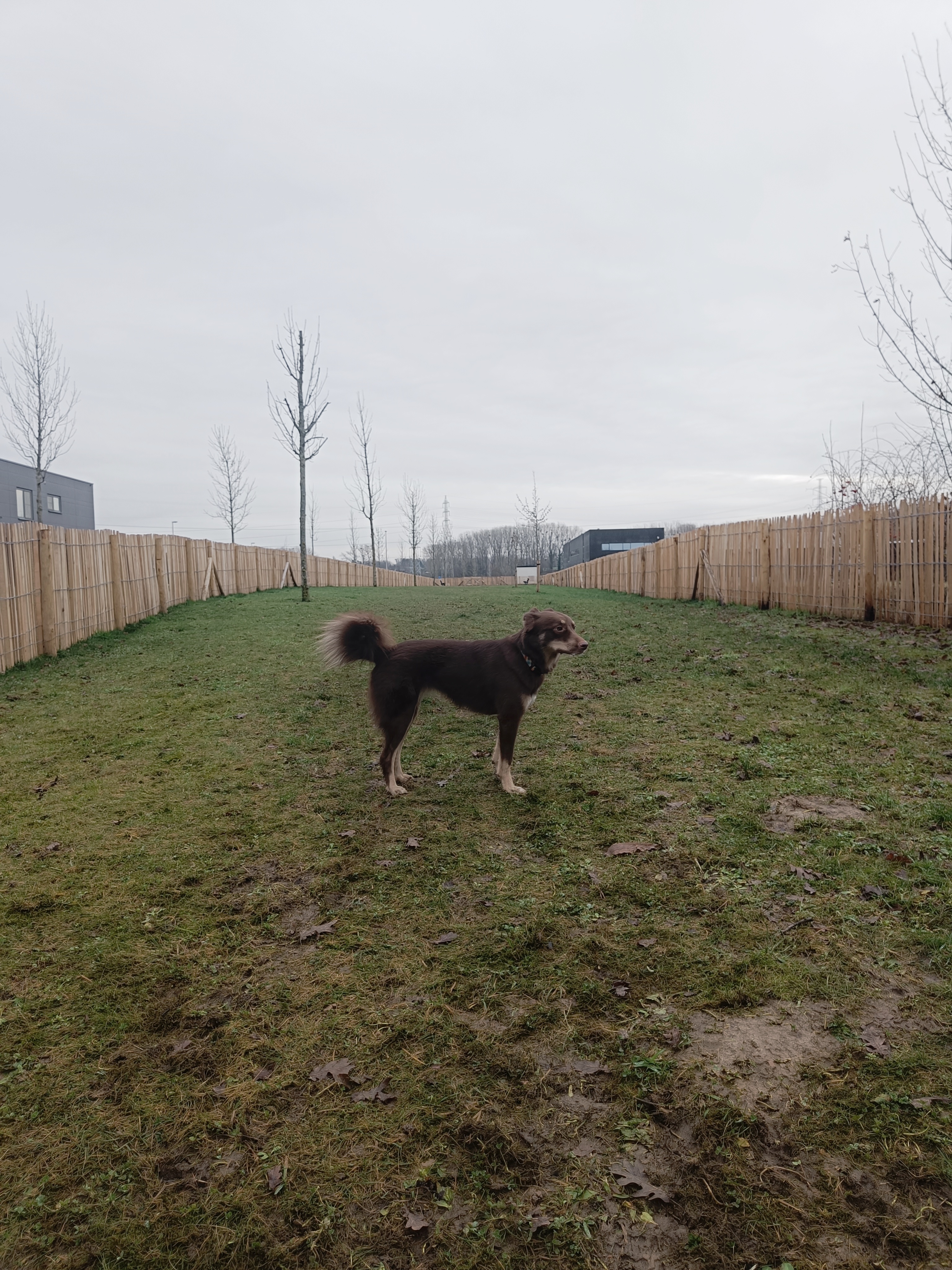 Hondenweide Bremakker