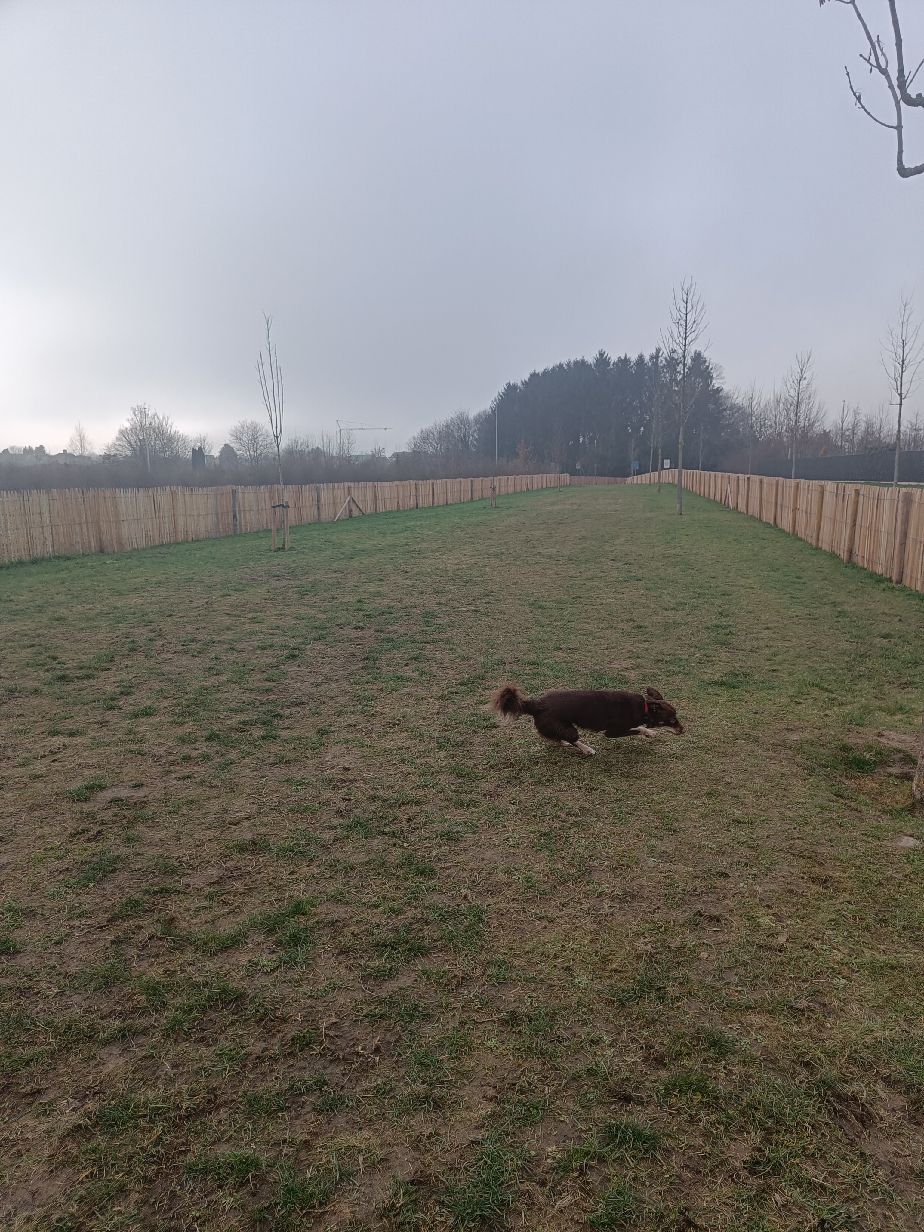 Hondenweide Bremakker