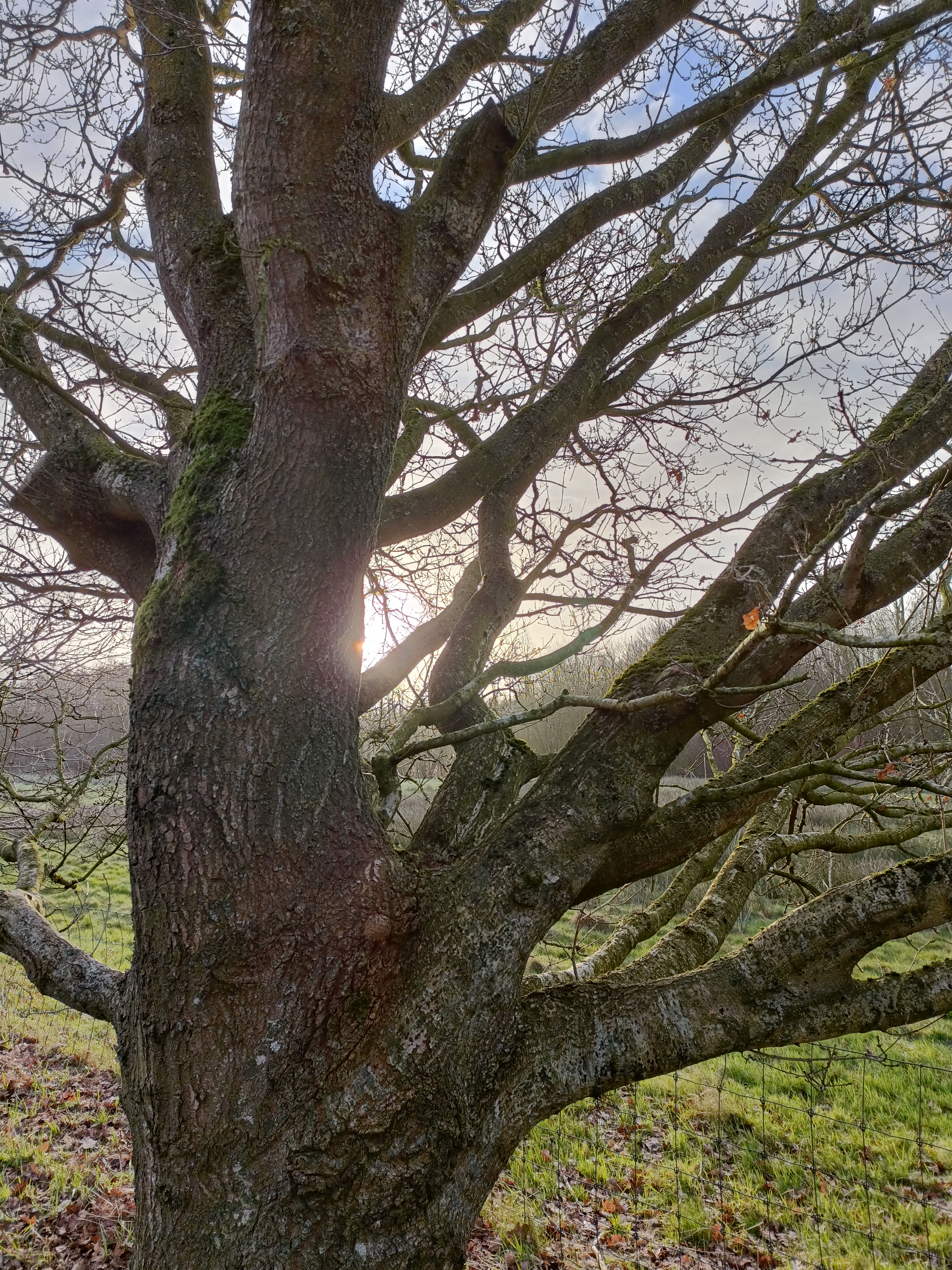 Winschoter "baby" bos