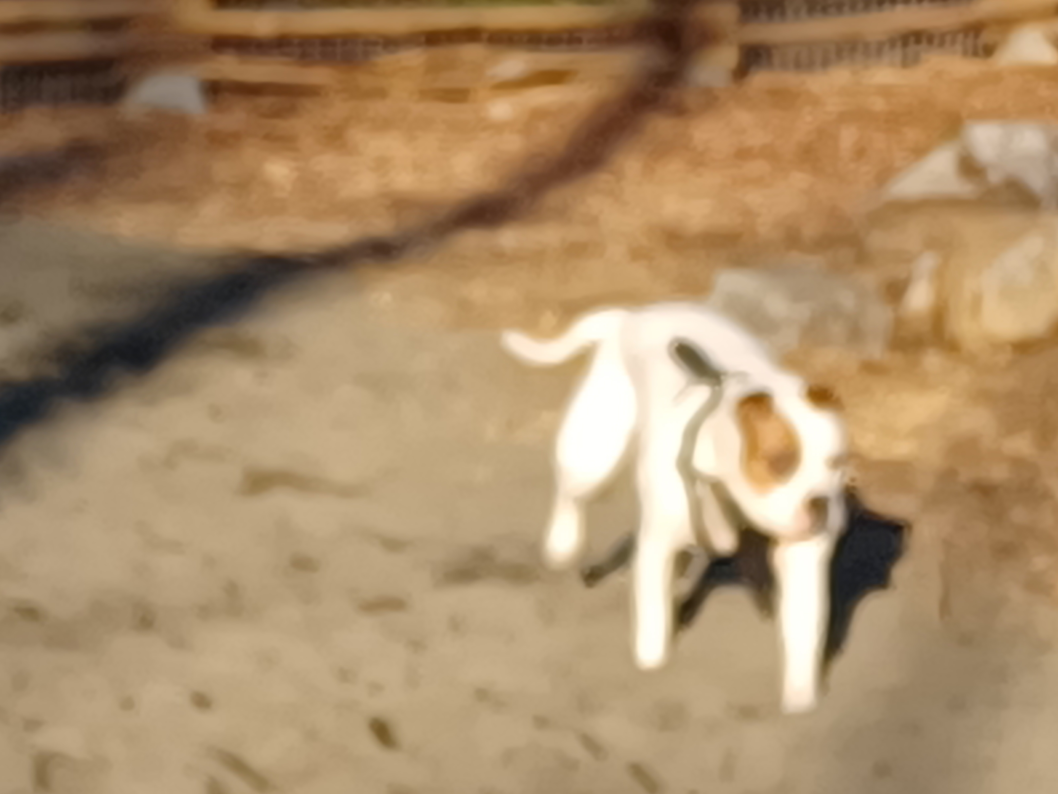 Mackie Park - Off Leash Area