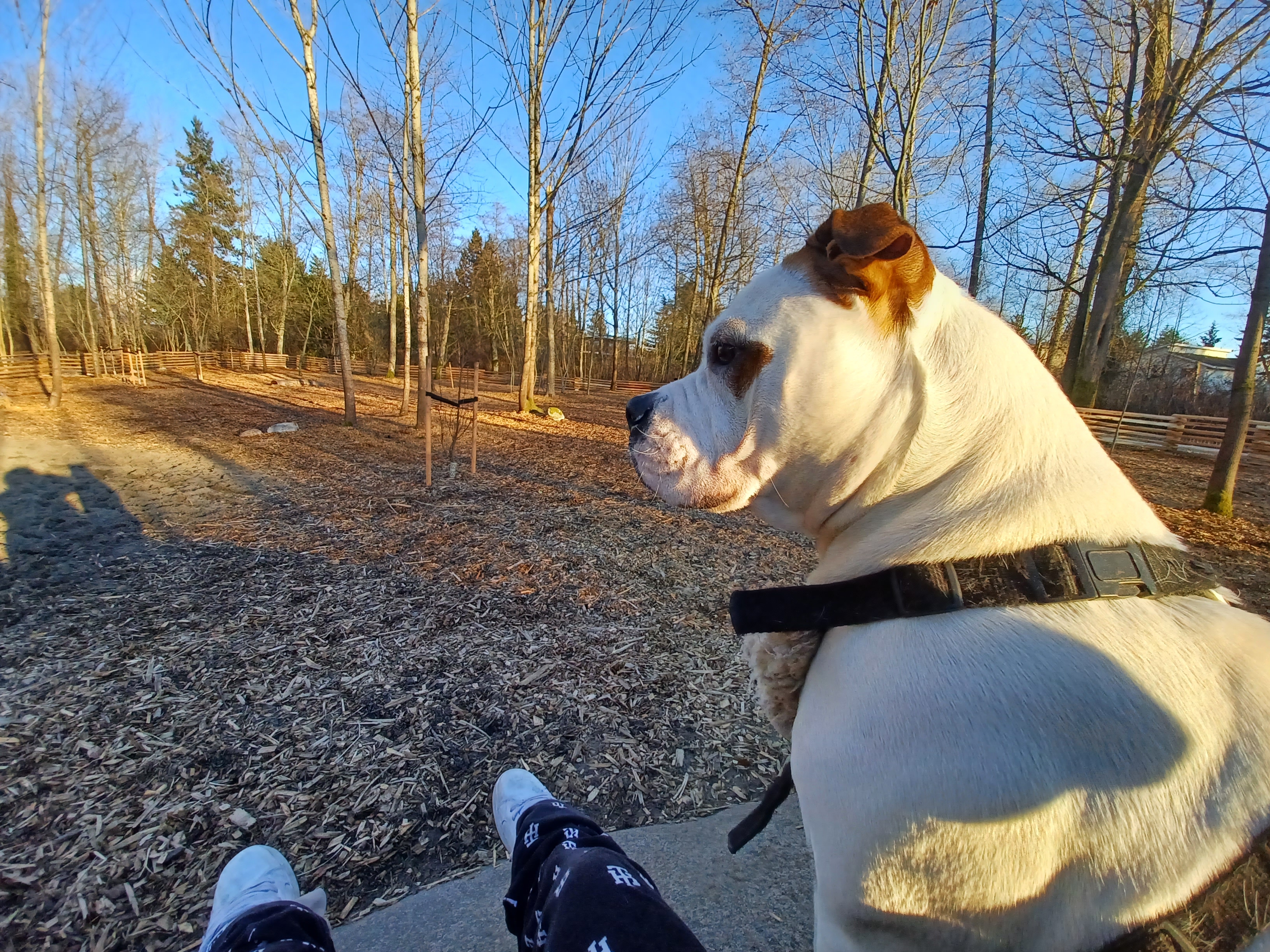 Mackie Park - Off Leash Area