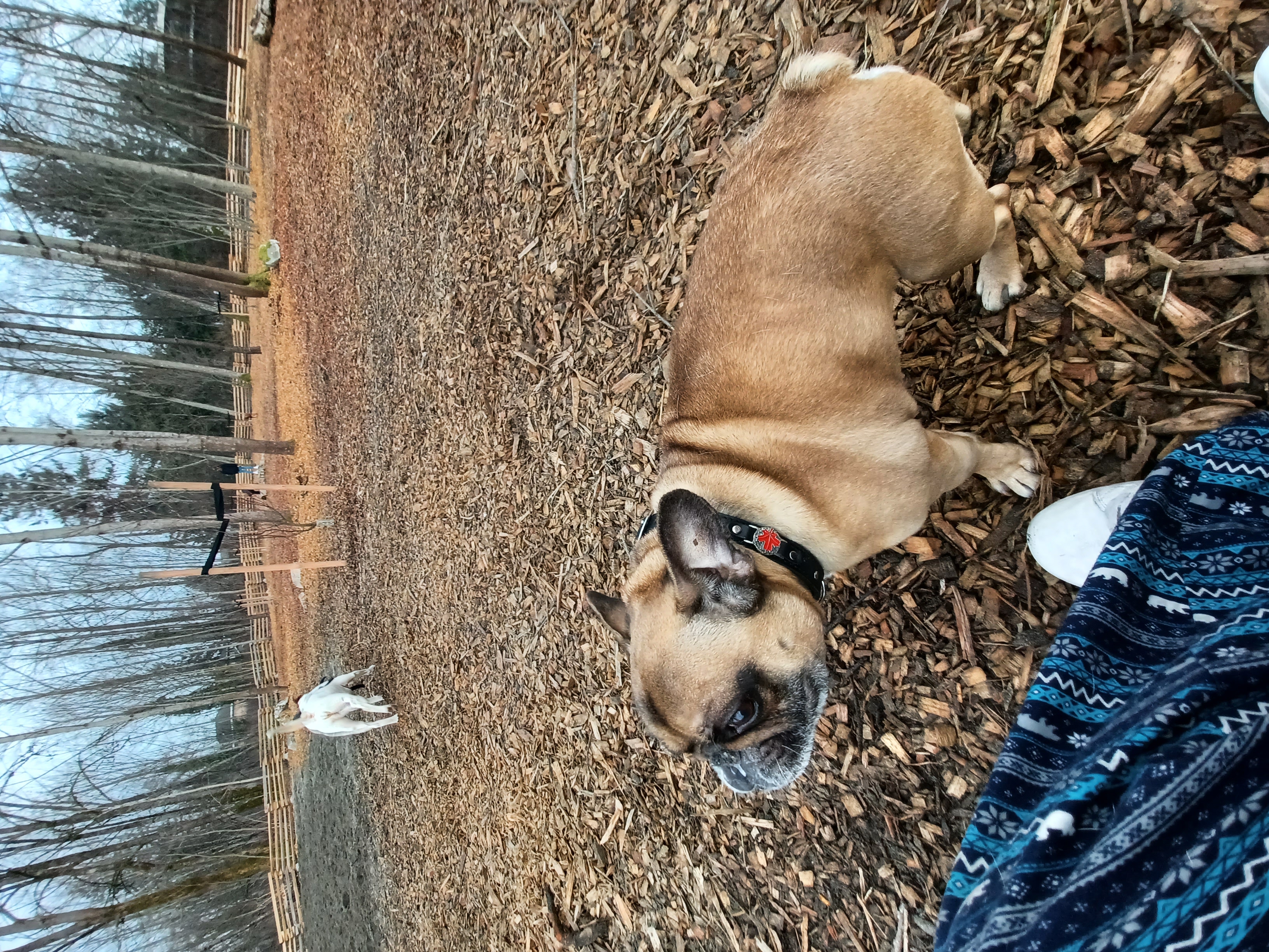 Mackie Park - Off Leash Area