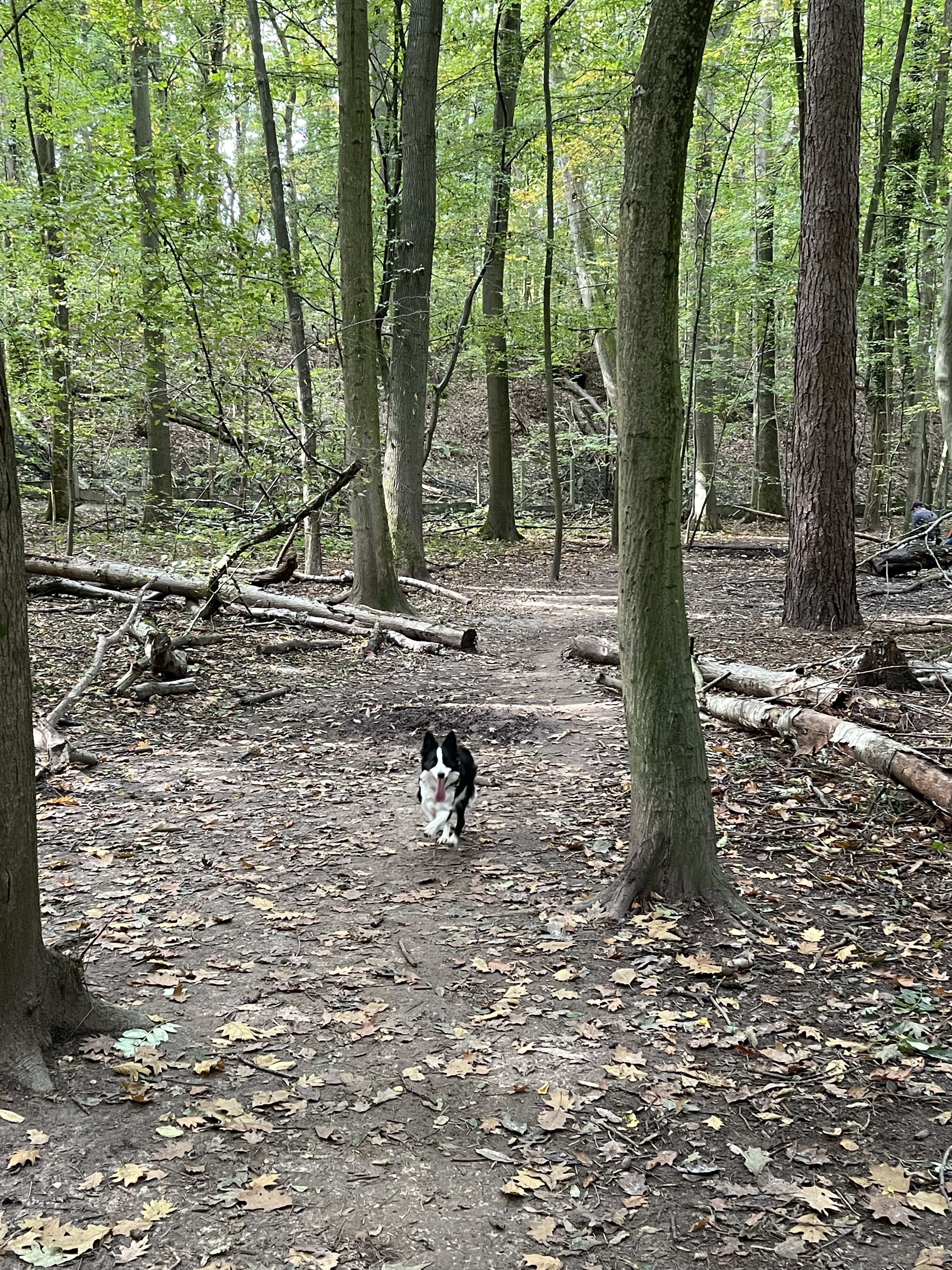 Honden losloop zone - Schaveyspark
