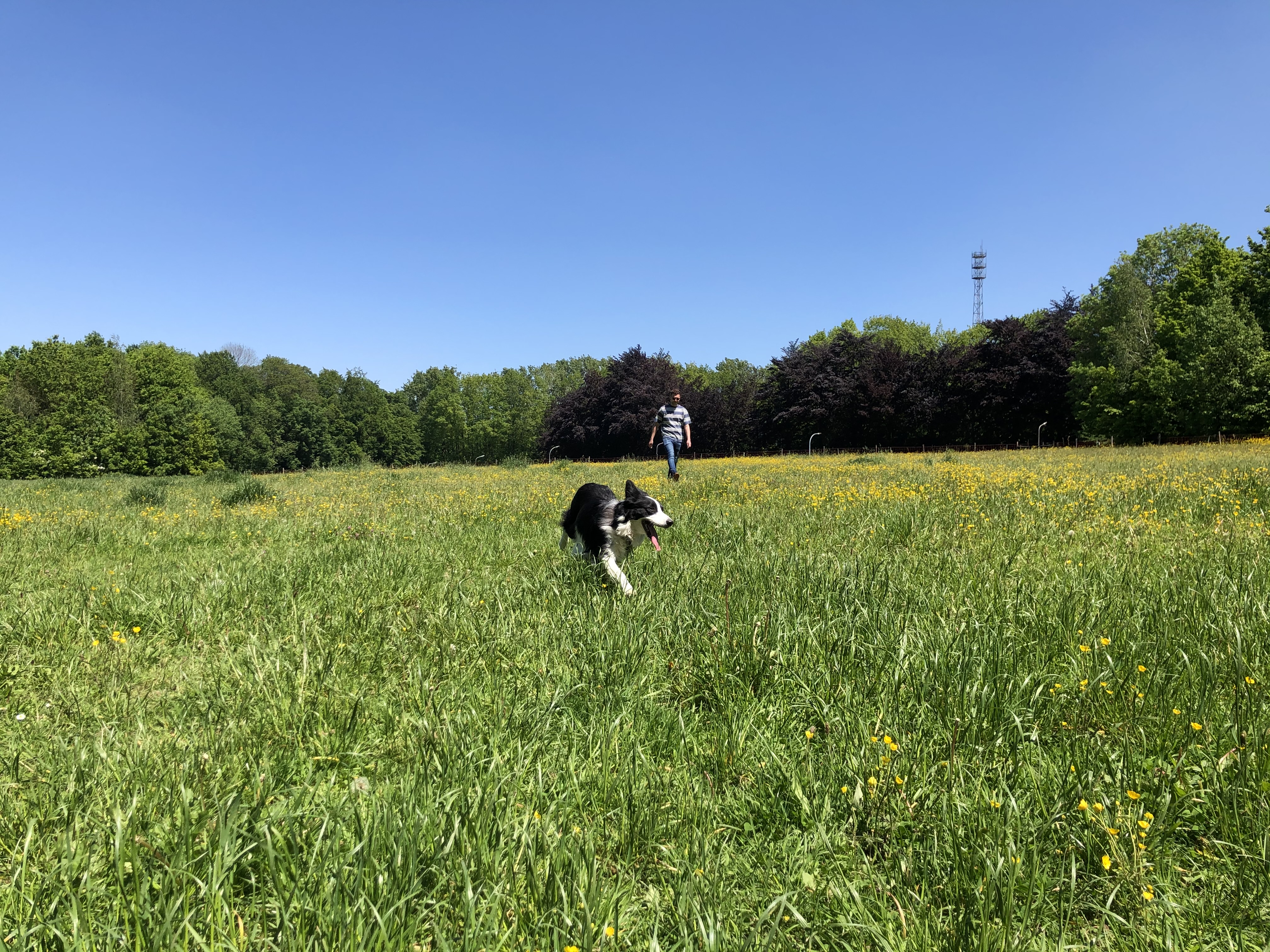 Honden losloop zone - Schaveyspark