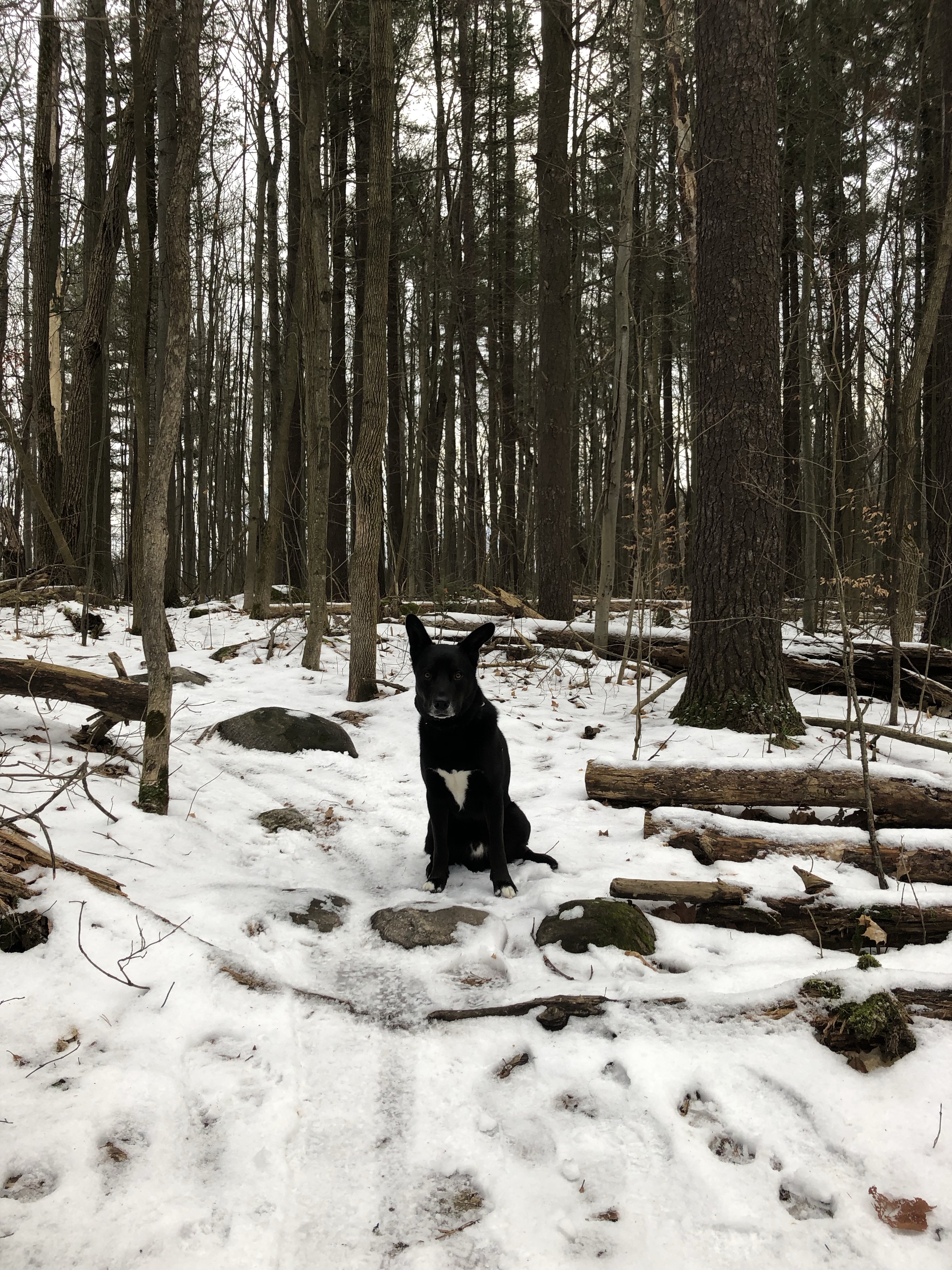 Springwater (Simcoe County Trail)