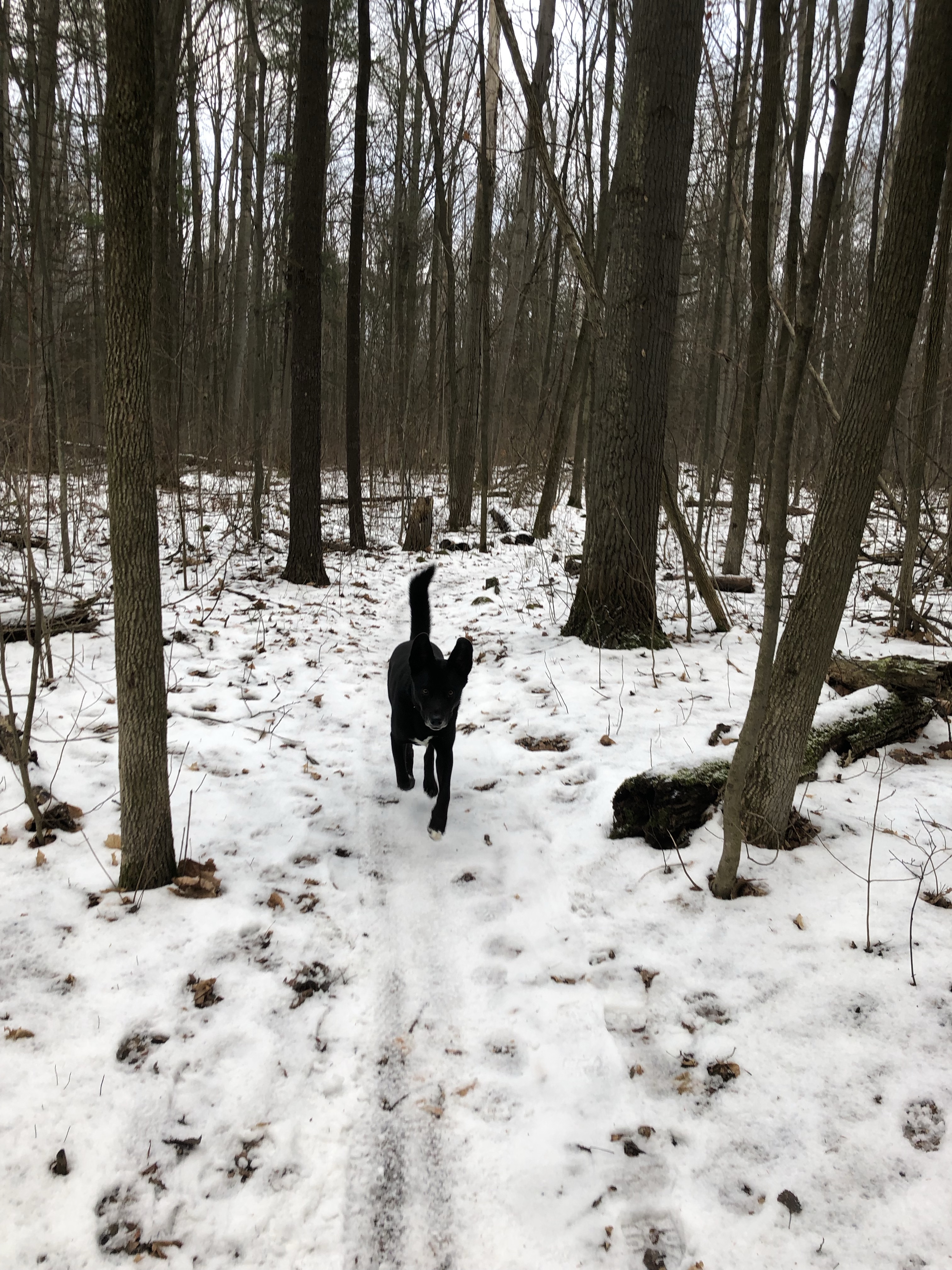 Springwater (Simcoe County Trail)