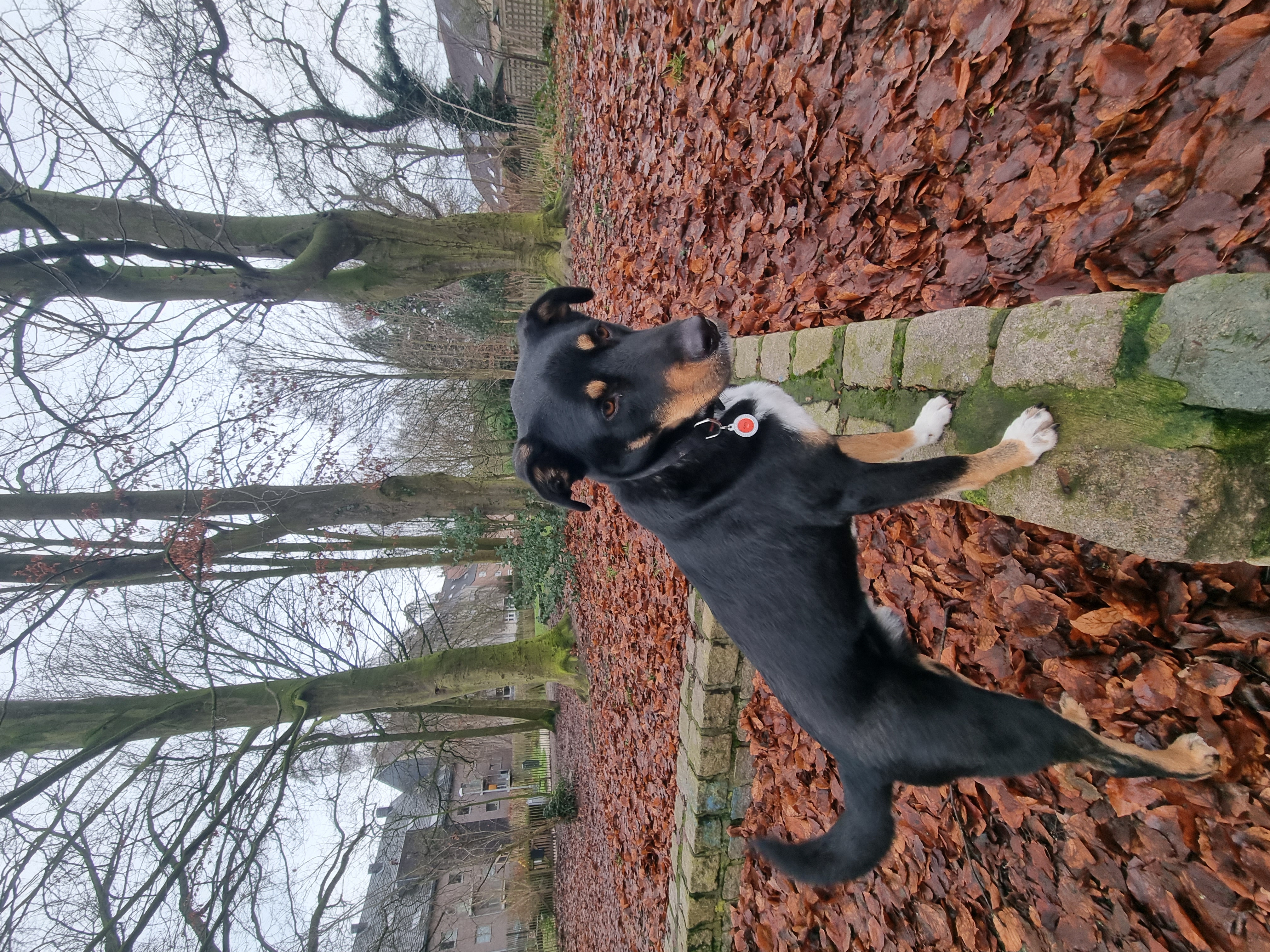 Hondenpark, Denderleeuw,