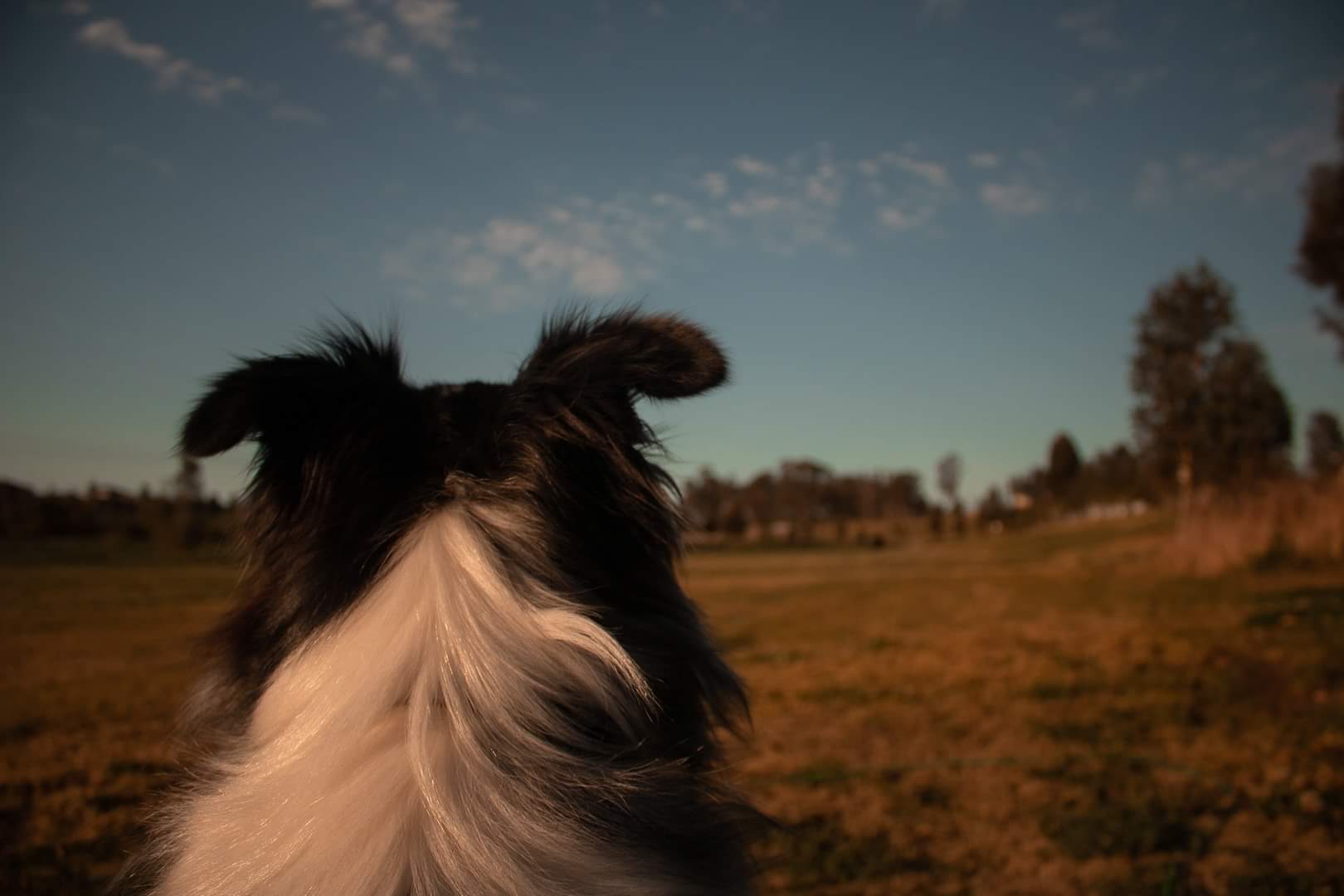 Kensington Park Rd Field