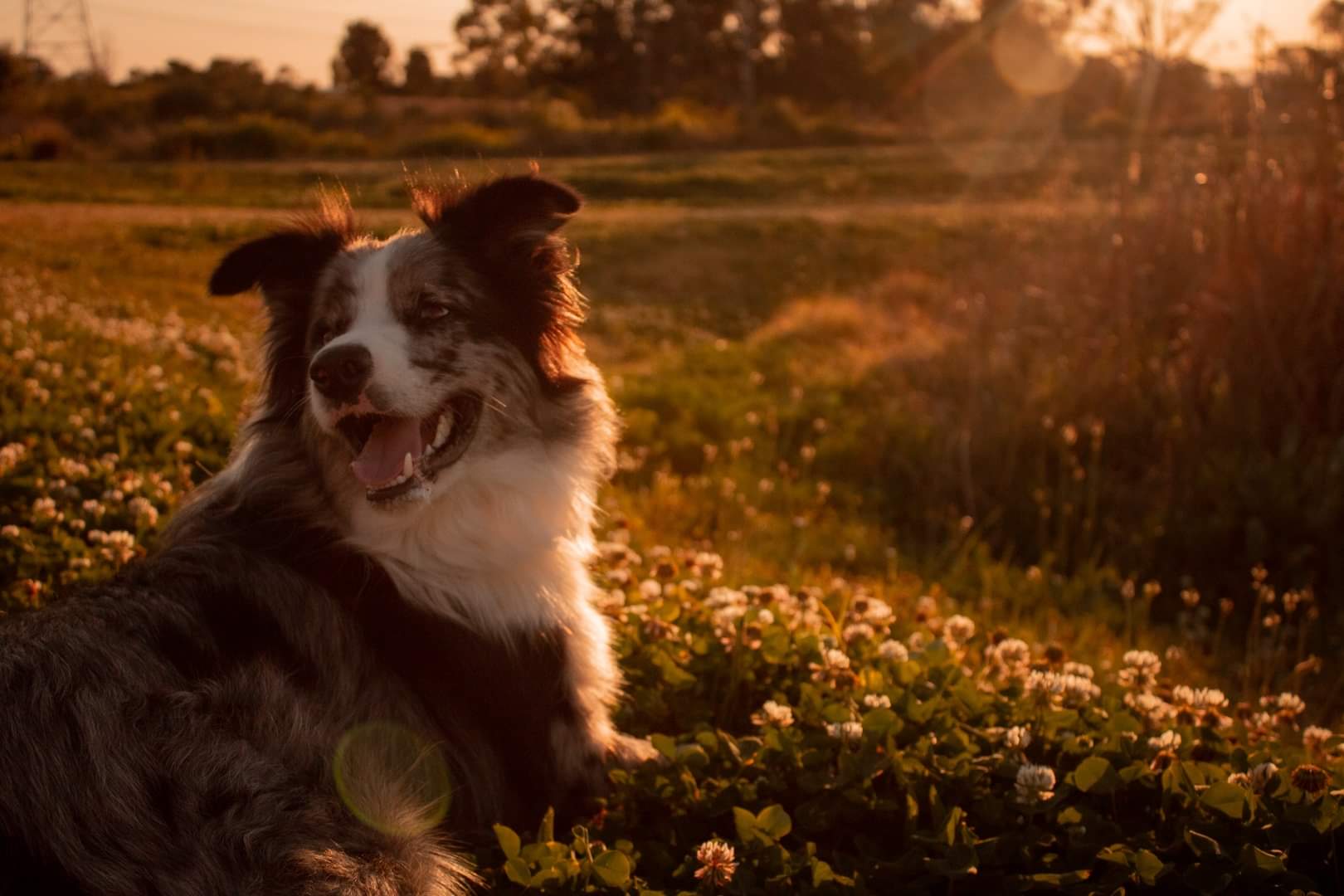 Kensington Park Rd Field