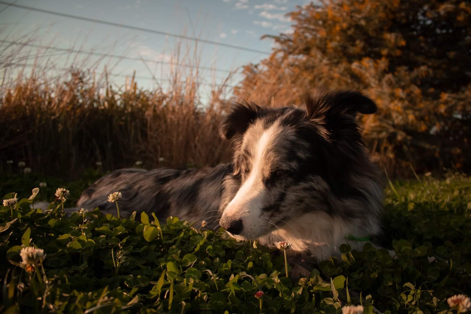 Kensington Park Rd Field