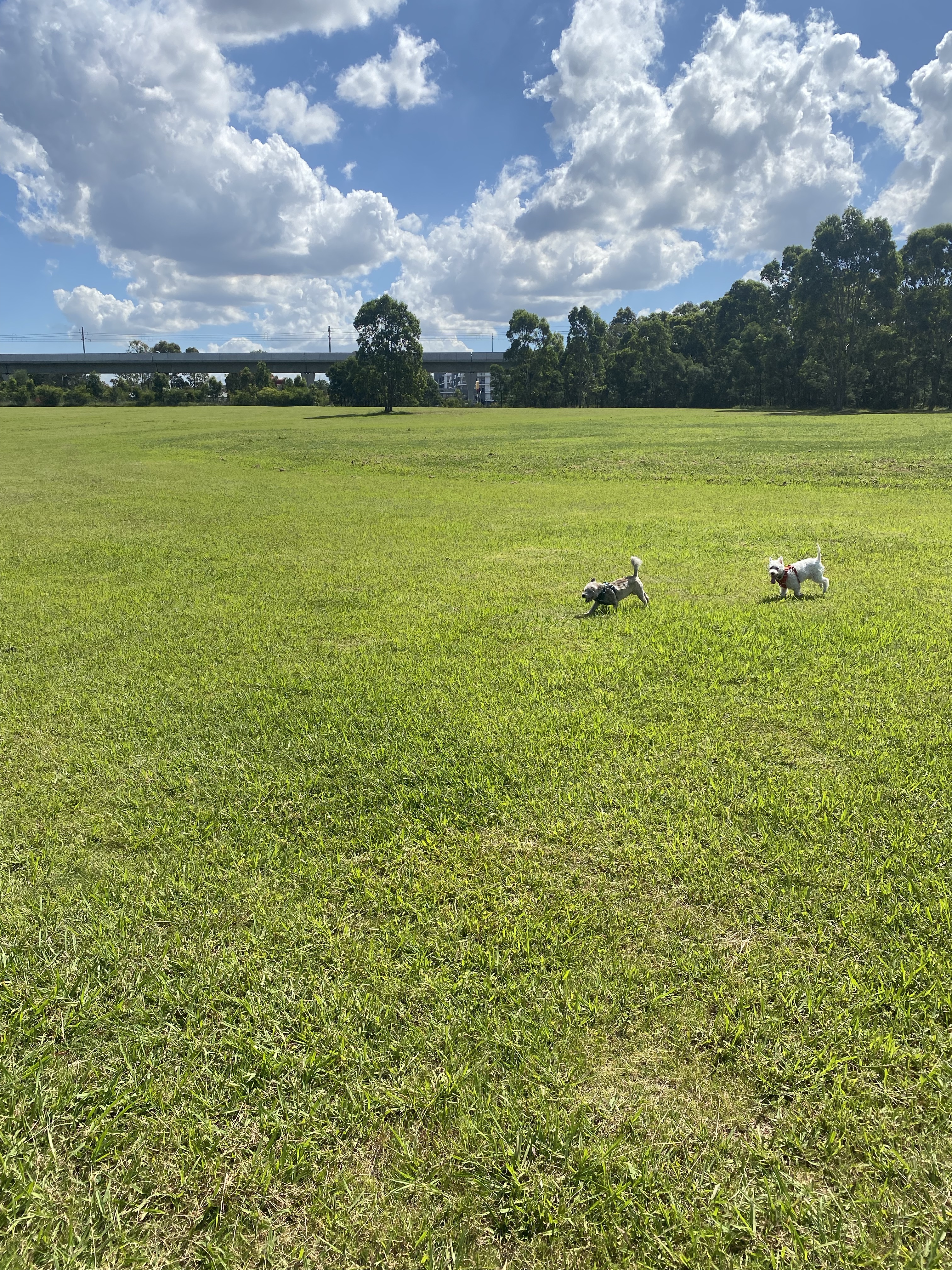 Caddies Creek Reserve