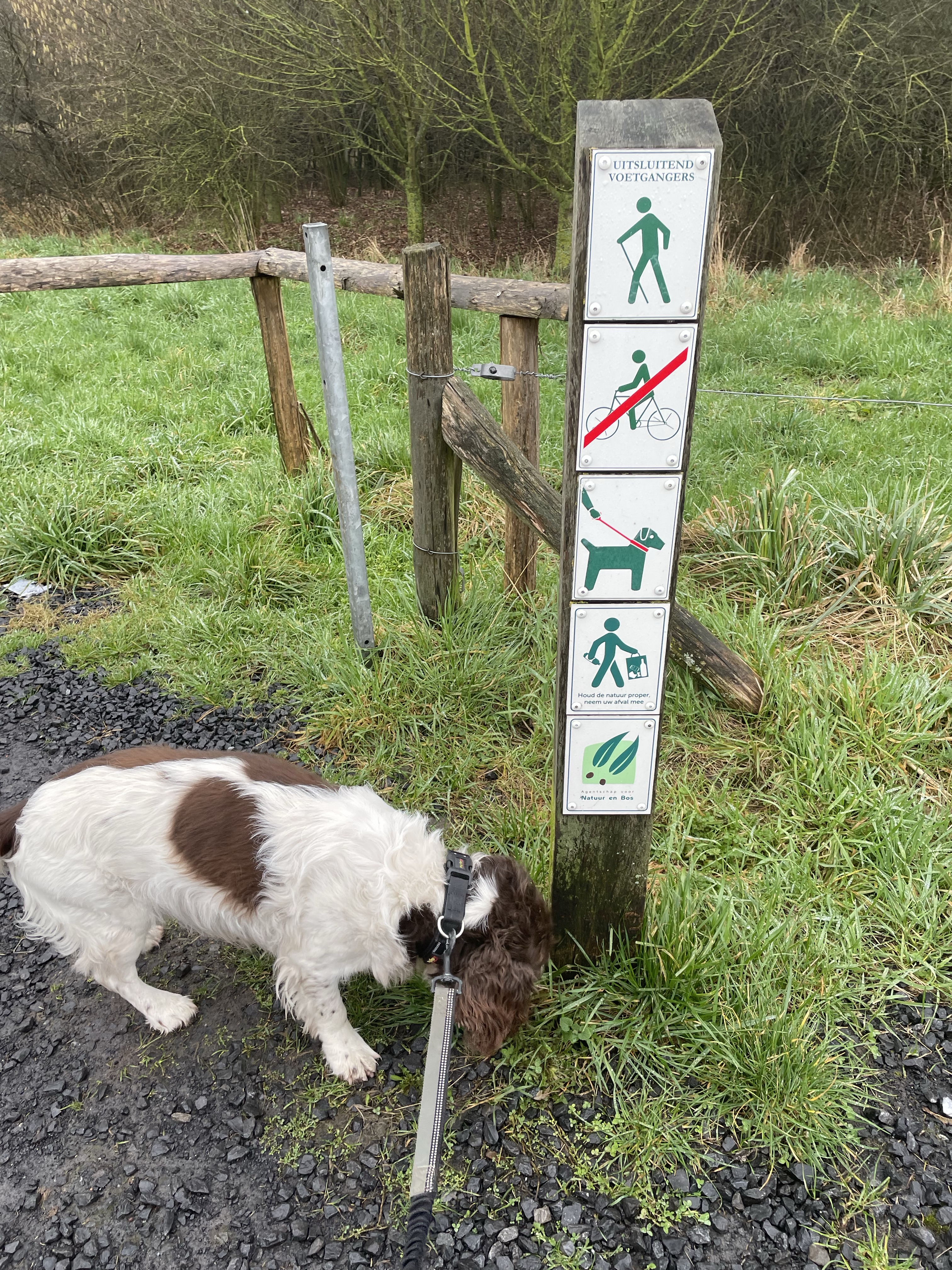 Verdronken Weide, Ieper