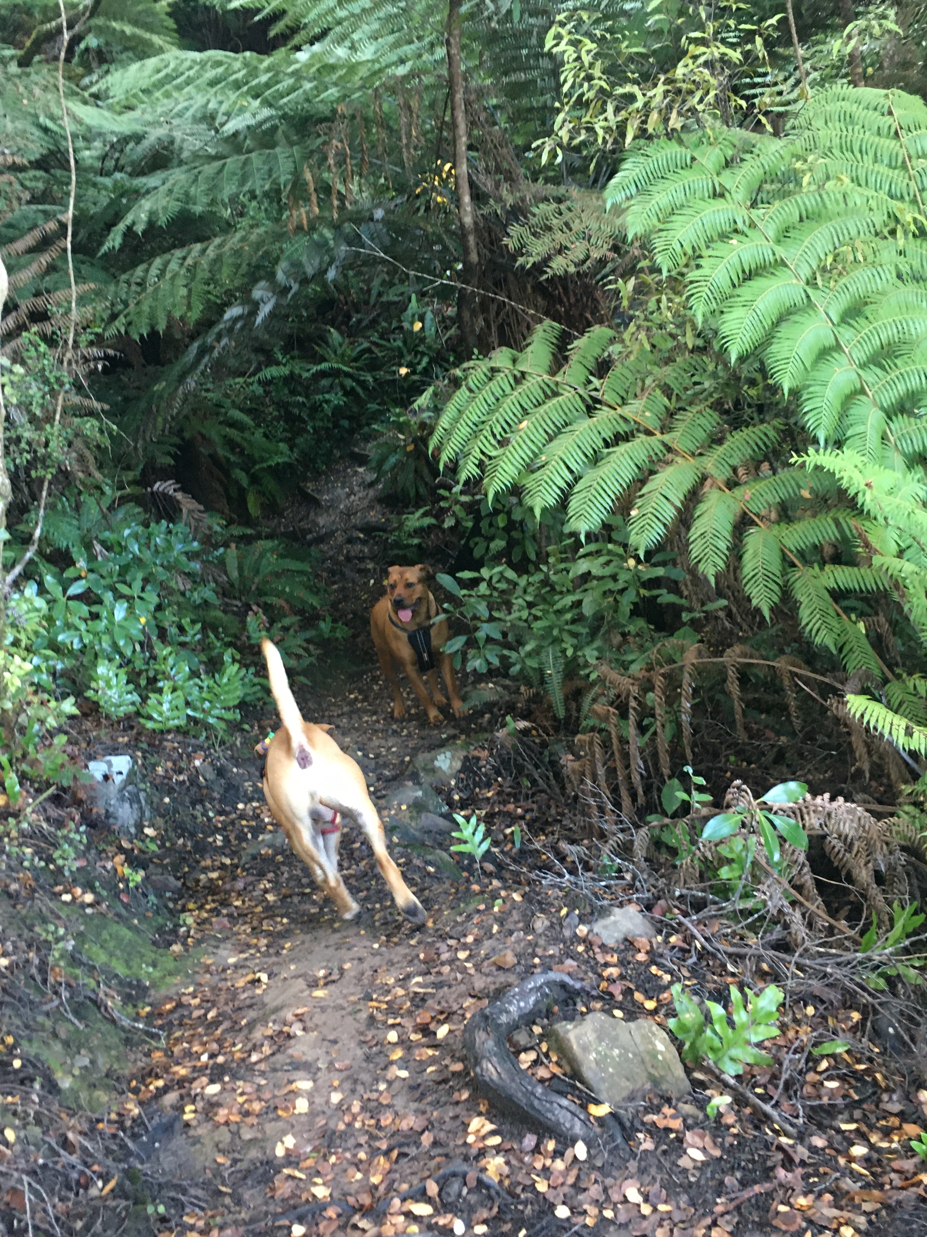 Maidstone Park - Dog Friendly Field and Trails
