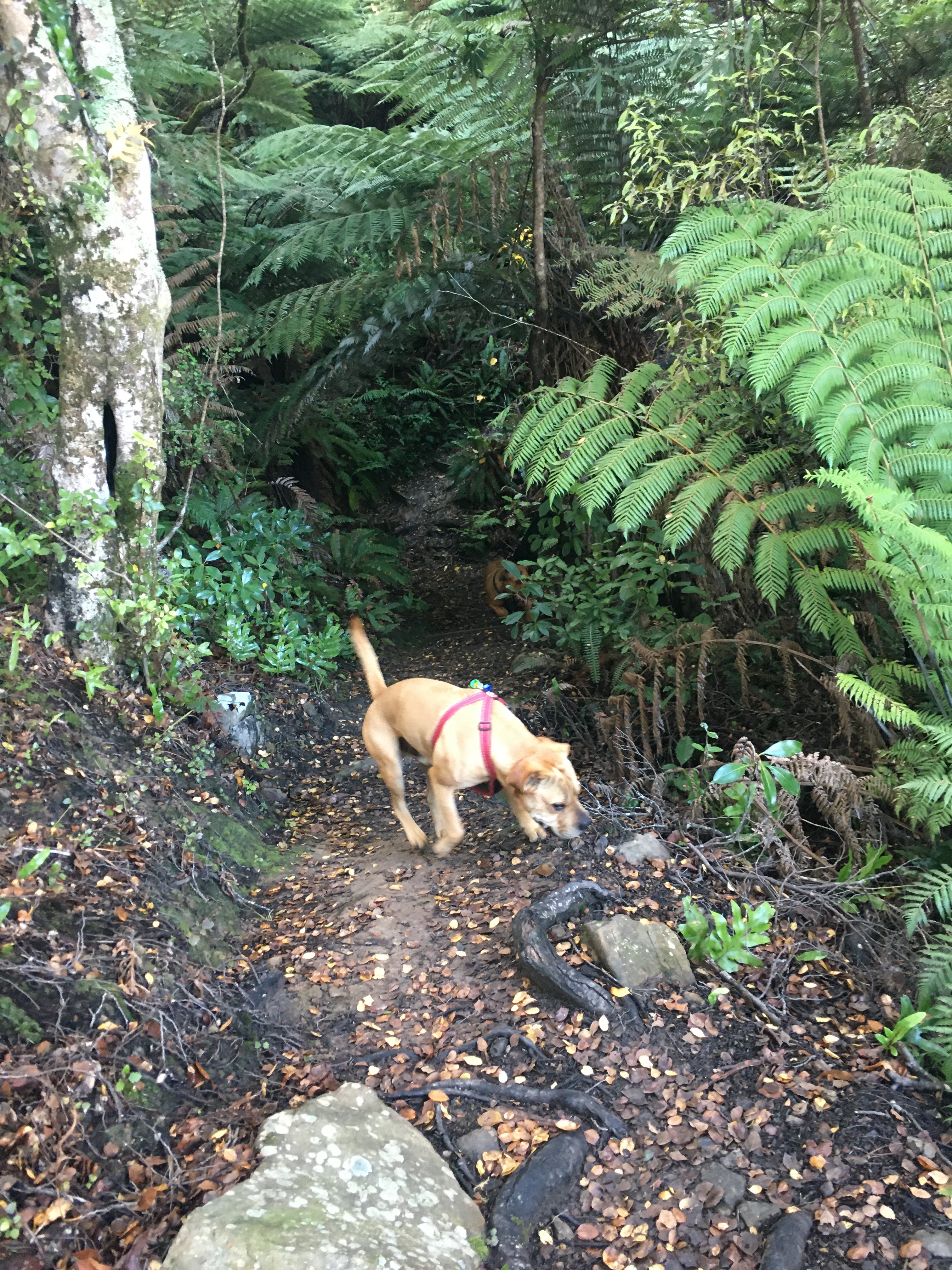 Maidstone Park - Dog Friendly Field and Trails