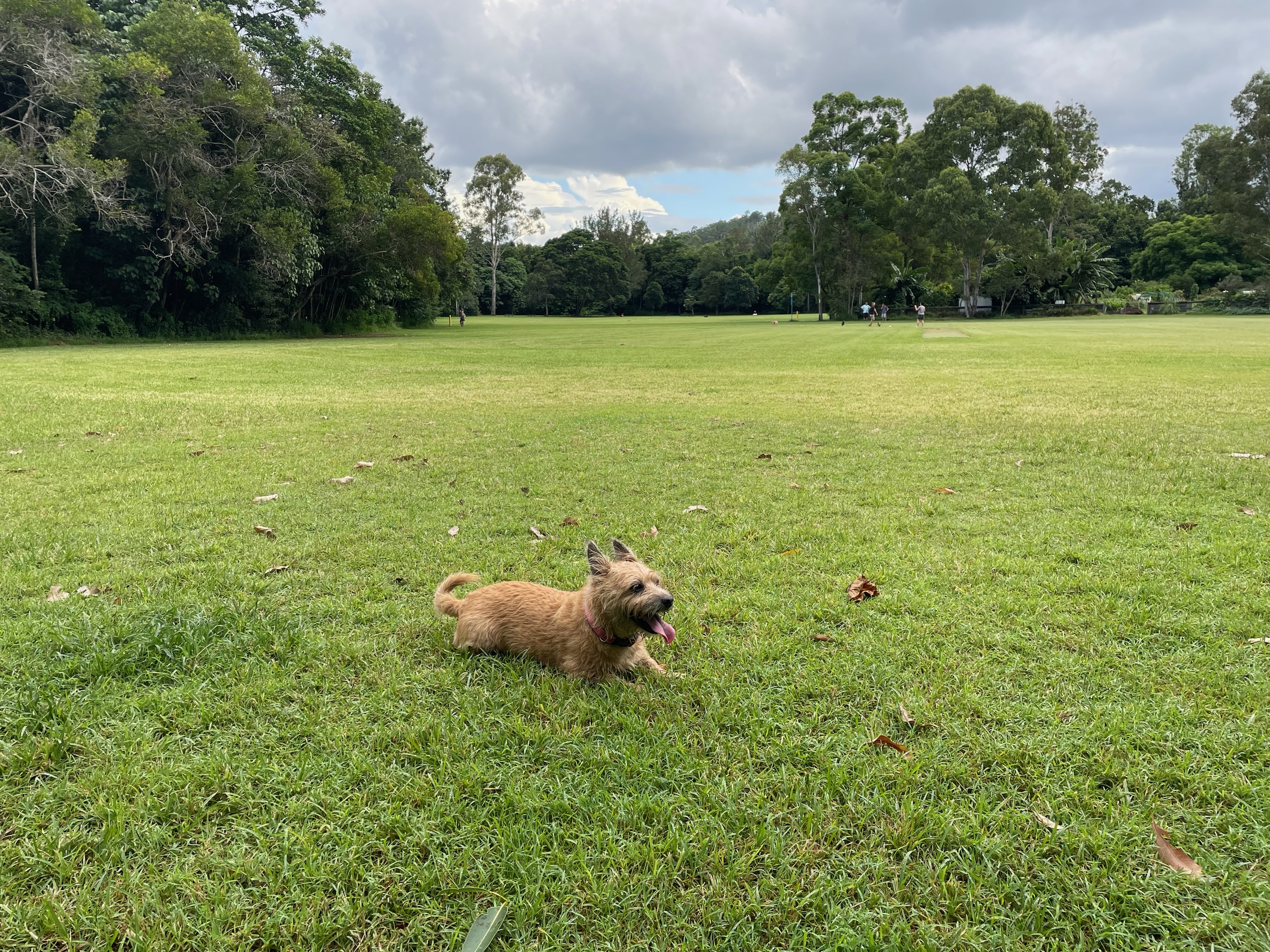Yooralla St Dog Park