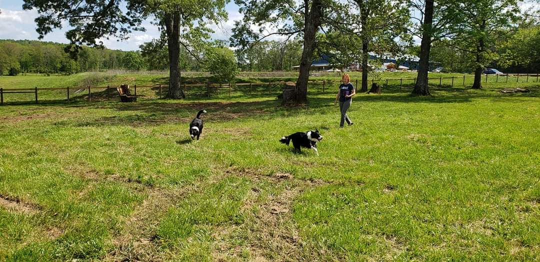 Hop Springs Brew Park - Dog Park