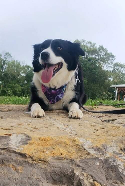 Hop Springs Brew Park - Dog Park