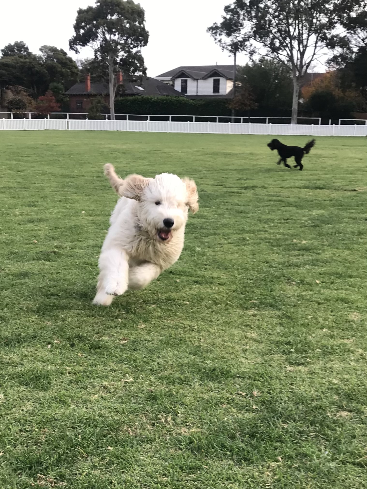 William Street Reserve