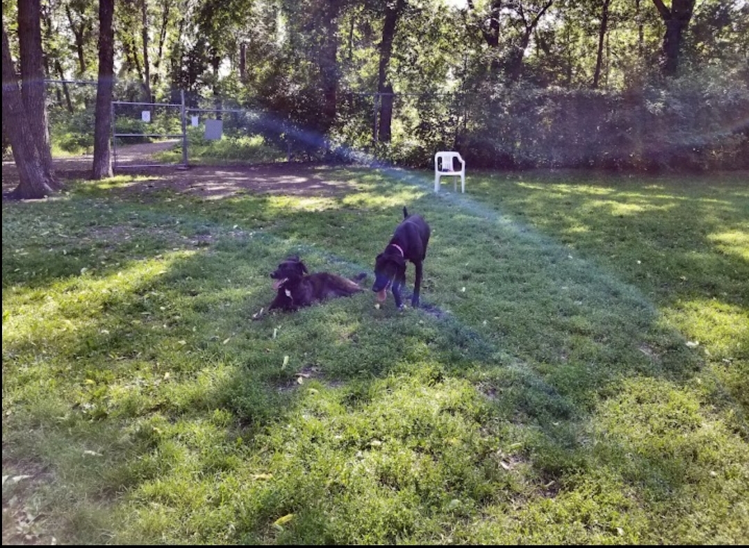 Maple Grove Off-leash, enclosed puppy park