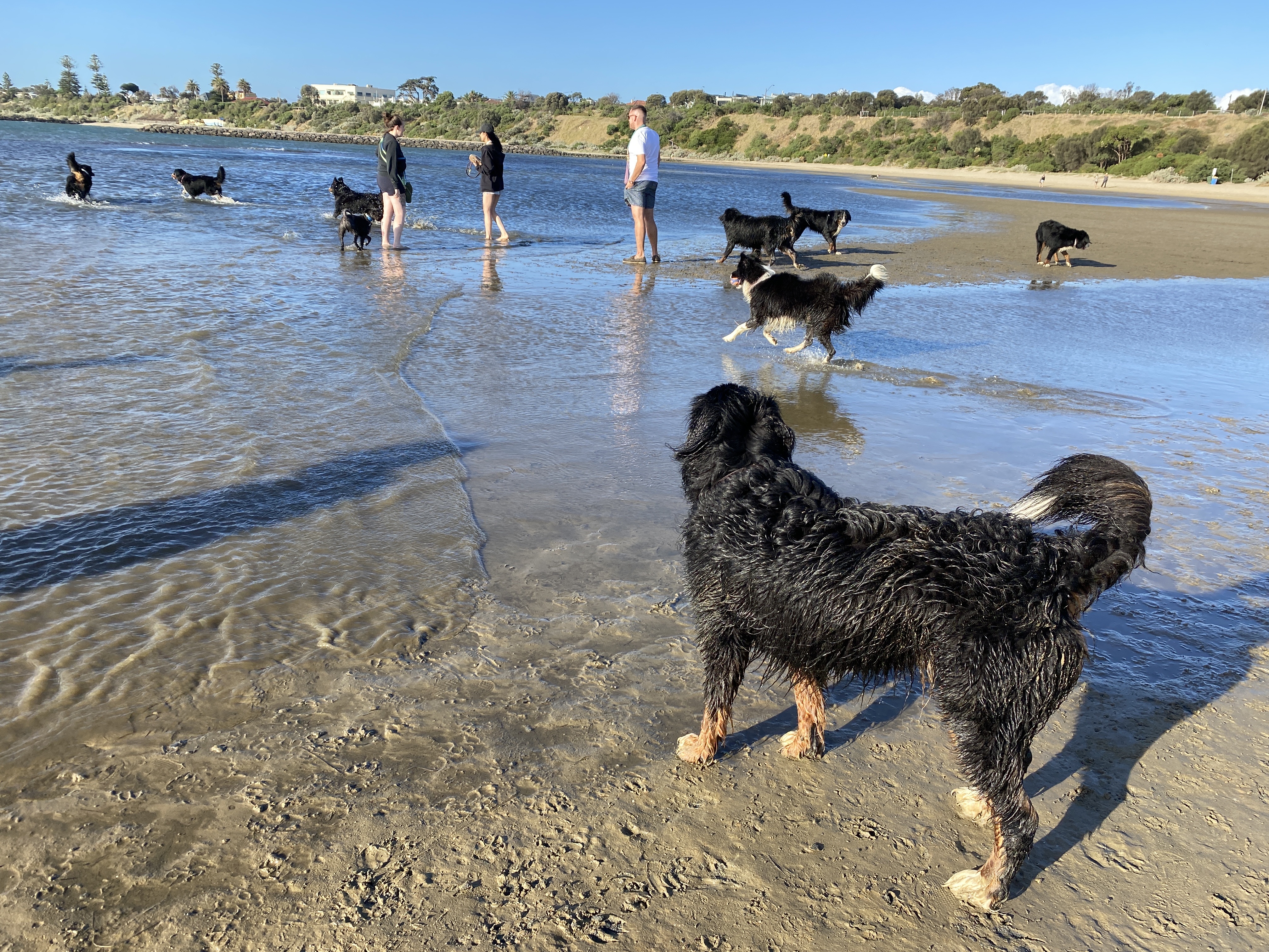 Sandringham Harbour Dog Friendly Beach