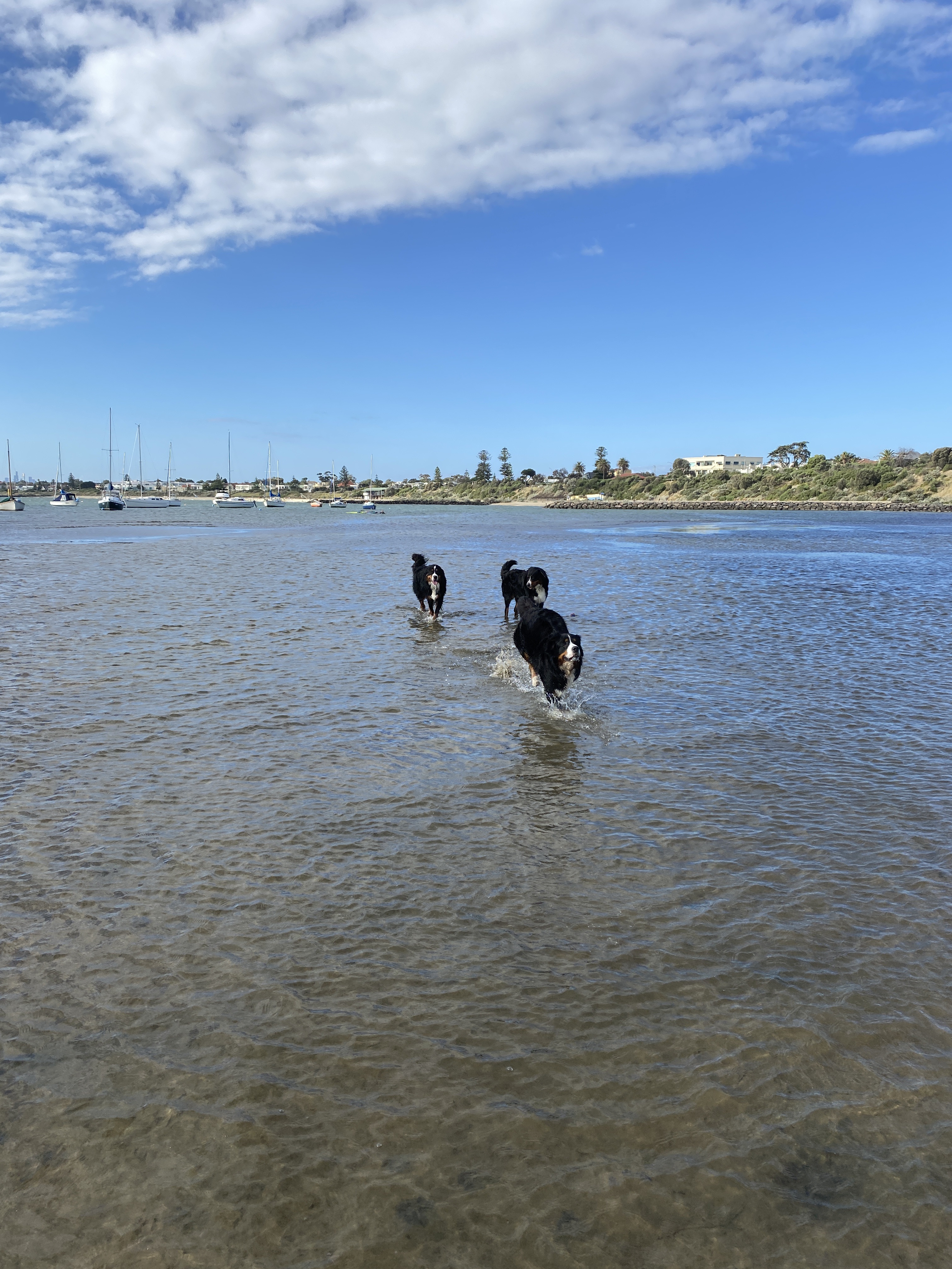 Sandringham Harbour Dog Friendly Beach